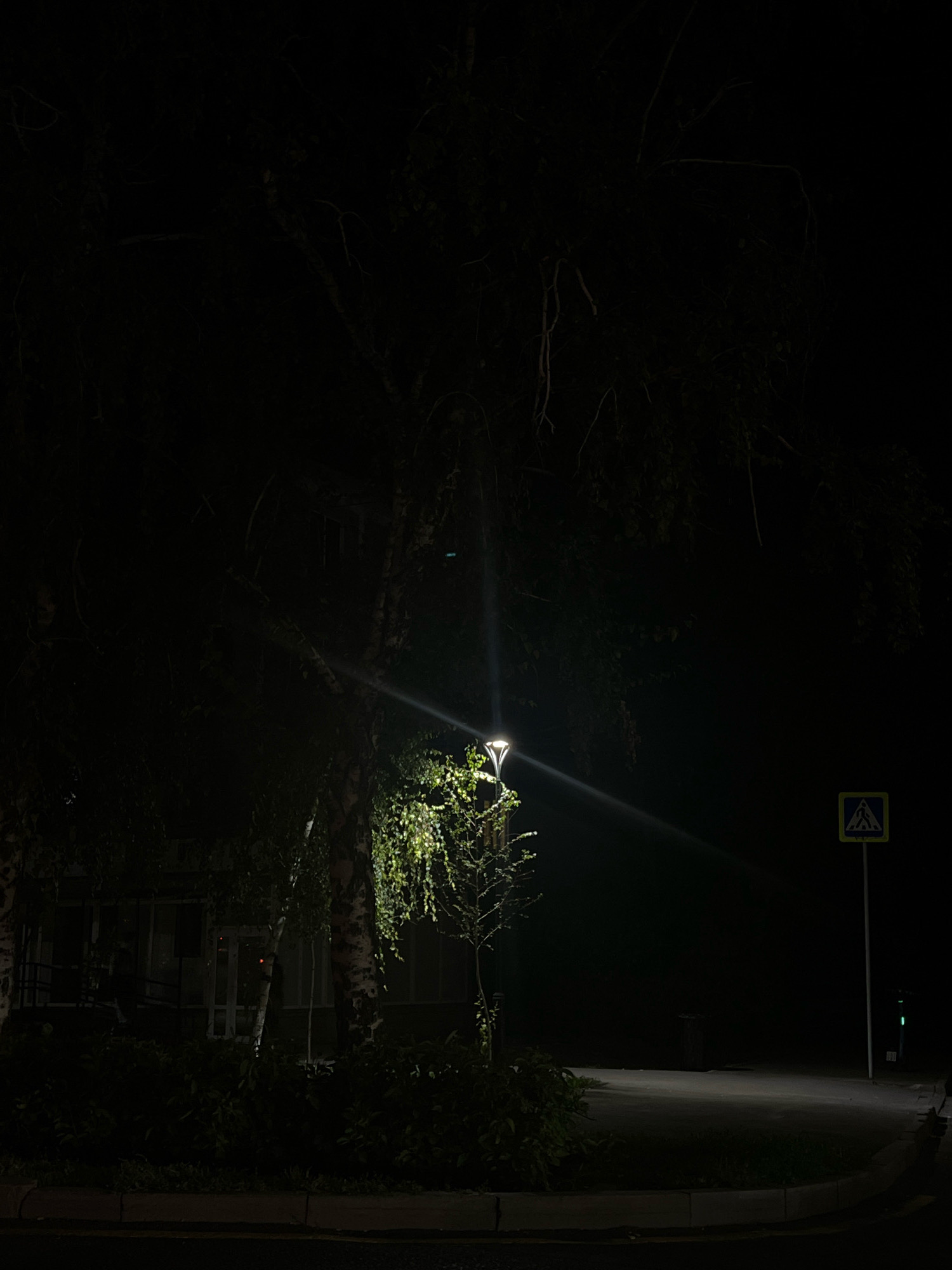 The image depicts a nighttime scene in Almaty, Kazakhstan, featuring a pedestrian crossing sign illuminated by a streetlamp. The streetlamp, positioned to the left of the frame, casts a bright light on a small tree with lush green foliage. In the background, a dimly lit building with large windows and a sloping ramp is visible, surrounded by dense shrubbery. The ground appears to be paved, with a curb and sidewalk separating the road from the grassy area. The overall atmosphere is dark and quiet, suggesting a typical urban environment at night.