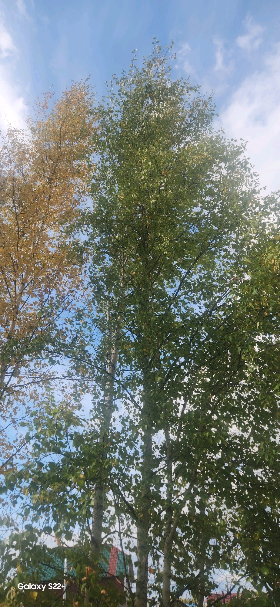 This is a low-angle, vertical, eye-level shot of several birch trees with their foliage reaching towards a blue sky with scattered white clouds. The tree on the left displays yellowing leaves, indicative of autumn, while the trees to the right are still predominantly green. The trunks of the birch trees are light-colored with dark markings. In the lower portion of the image, partially obscured by foliage, a building with a red and green roof and possibly some fencing can be seen. The bottom left corner of the image contains a watermark that reads "Galaxy S22+". The scene appears to be in a natural outdoor setting, possibly a park or residential area, in Nyurba, Russia, given the context. There are no people or animals visible in the frame.