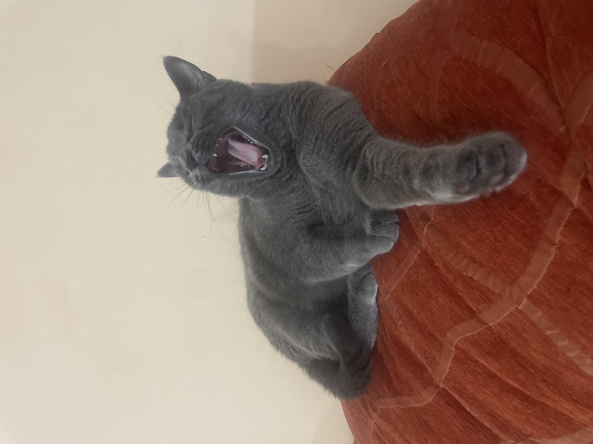 A medium shot depicts a grey cat yawning while resting on a red, textured surface, possibly a cushion or upholstered furniture. The background is a plain, light beige wall. The cat is the central subject, with its head and open mouth prominently displayed. The image is taken from a slightly low angle. No information is available about a specific location or the city of Varna, Bulgaria, in this image.