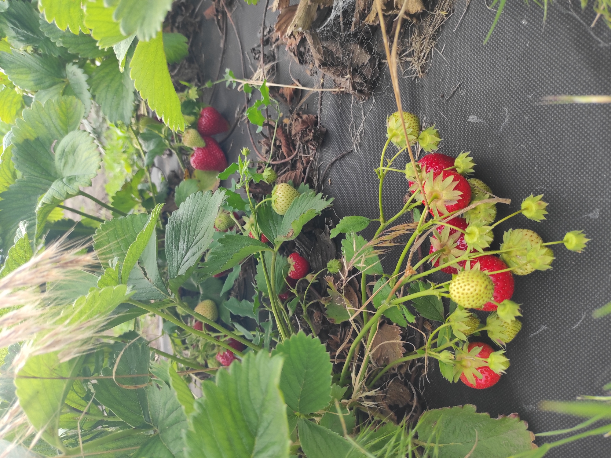A close-up, eye-level shot shows a strawberry patch in Kobeliachok, Ukraine. The foreground is dominated by a cluster of ripening strawberries, some red and some still green. The plants are lush and green, with large leaves and delicate stems bearing the fruit. The ground beneath the plants is covered with black landscape fabric, a common practice for weed control. Some dried leaves and straw are scattered on top of the fabric. In the background, more strawberry plants are visible, interspersed with dried grasses and foliage, creating a natural and somewhat untamed setting. The lighting suggests it is daytime, with a soft, diffused light casting gentle shadows. There are no people visible in the image.