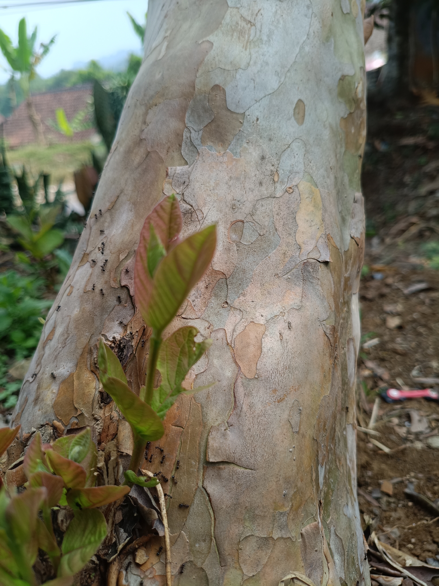 The image shows a close-up of a tree trunk in Kadununggal, Indonesia. The trunk has a textured bark with patches of light brown, tan, and pale gray. Several small black ants are visible crawling on the bark, particularly in the lower left quadrant where new green leaves are emerging from the trunk. In the background, out of focus, are green foliage and hints of buildings, suggesting a semi-rural or residential area. The ground around the base of the tree is covered with dry leaves and soil. A red and black object, possibly a tool, is partially visible on the ground in the right background. The lighting suggests it is daytime, possibly morning or late afternoon.