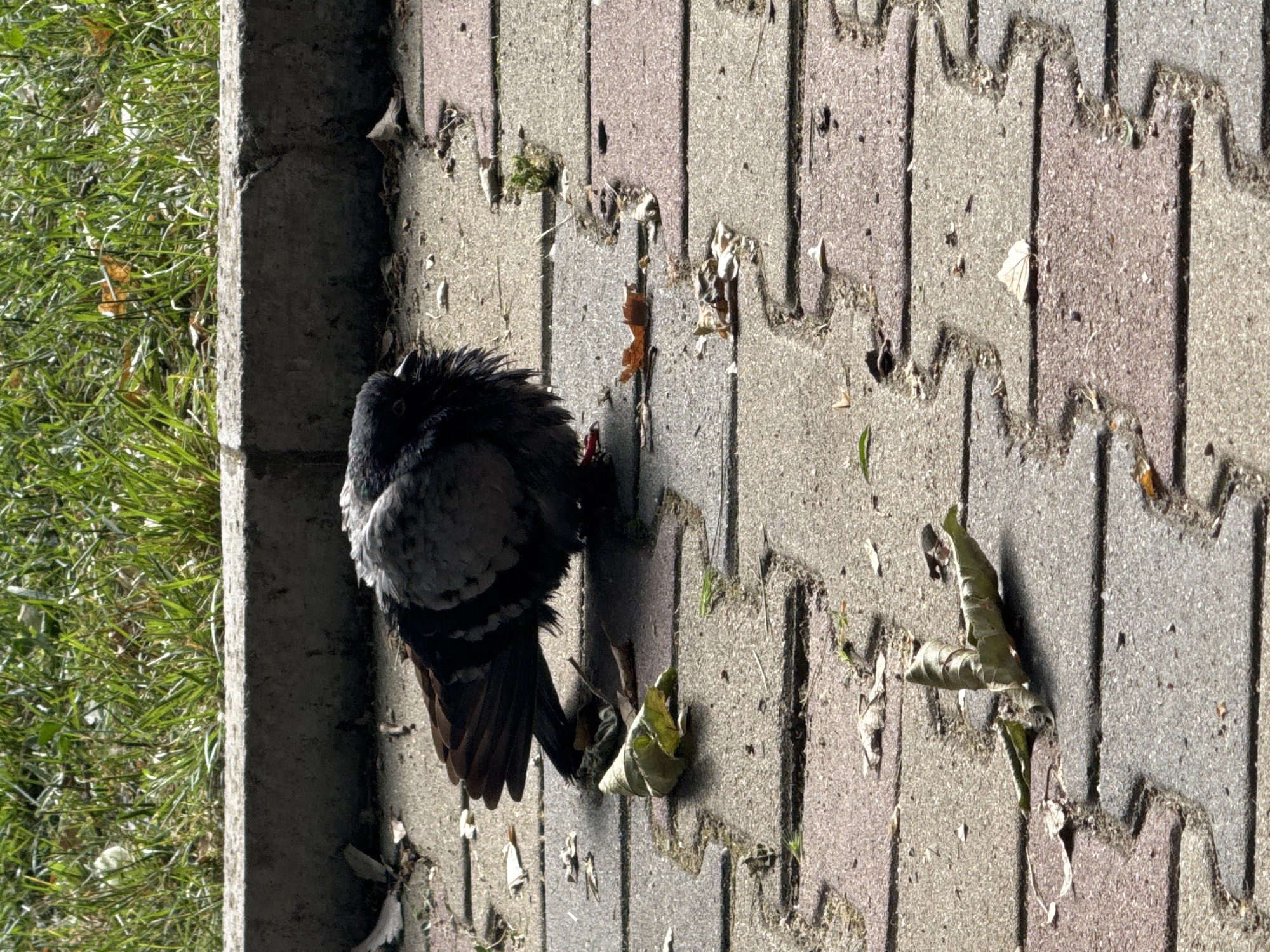 The image captures a pigeon huddled on textured paving stones adjacent to a concrete curb and a patch of green grass. The pigeon, with its feathers appearing somewhat fluffed, is stationary, positioned close to the curb with its head tucked slightly, suggesting it is resting, cold, or potentially unwell. Its dark tail feathers are visible, contrasting with its grey and white body.
The ground consists of interlocking concrete pavers, featuring an alternating pattern of light grey and a reddish-grey color. These stones have a rough, granular surface. Small dried leaves, debris, and some tiny green sprouts are visible within the wavy grooves and cracks of the paving stones. A solid concrete curb forms a clear boundary between the paved area and the vibrant green grass, which also contains a few scattered brown leaves.
Strong sunlight illuminates the scene, casting prominent, elongated shadows across the paving stones, particularly from the pigeon and the raised edges of the pavers. This indicates a clear, sunny daytime environment, possibly morning or late afternoon. The overall setting is an outdoor public space, likely a sidewalk or pathway. No visible text is present in the image. The scene is located in Plovdiv, Bulgaria.