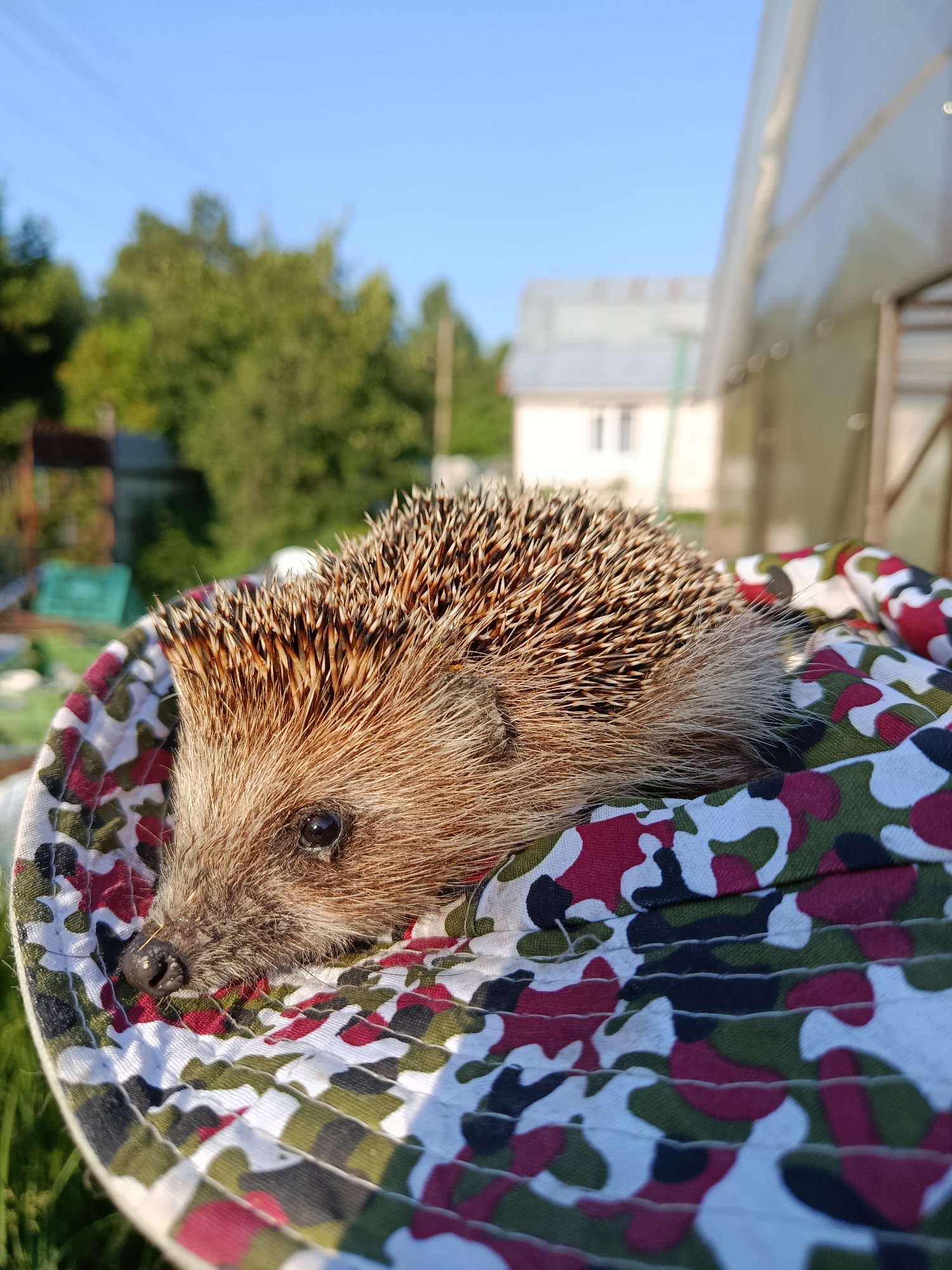 A close-up, eye-level, outdoor shot captures a hedgehog lying on a camouflage-patterned hat. The hedgehog's head is resting on the brim of the hat, with its snout and one eye clearly visible. Its spiky quills extend upwards. The hat, made of fabric with a pattern of green, red, black, and white irregular shapes, is held by unseen hands, forming a cradle for the animal. In the background, out of focus, is a rural setting. To the left, greenery and what appears to be a fence with a green plastic crate are visible. To the right, a greenhouse-like structure with a translucent roof dominates the middle ground, and beyond that, a white building with a window can be seen. The sky is clear and blue. The image was taken in the city of Alferovo, Russia.