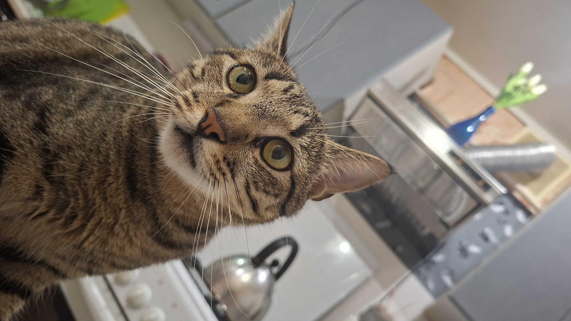 A tabby cat is looking directly at the camera, with its head tilted slightly. The cat has green eyes, a pink nose, and prominent white whiskers. The background is blurred but appears to be a kitchen setting, with what looks like a stove and cabinets visible. There is no indication that this image was taken in Myadzyel, Belarus.