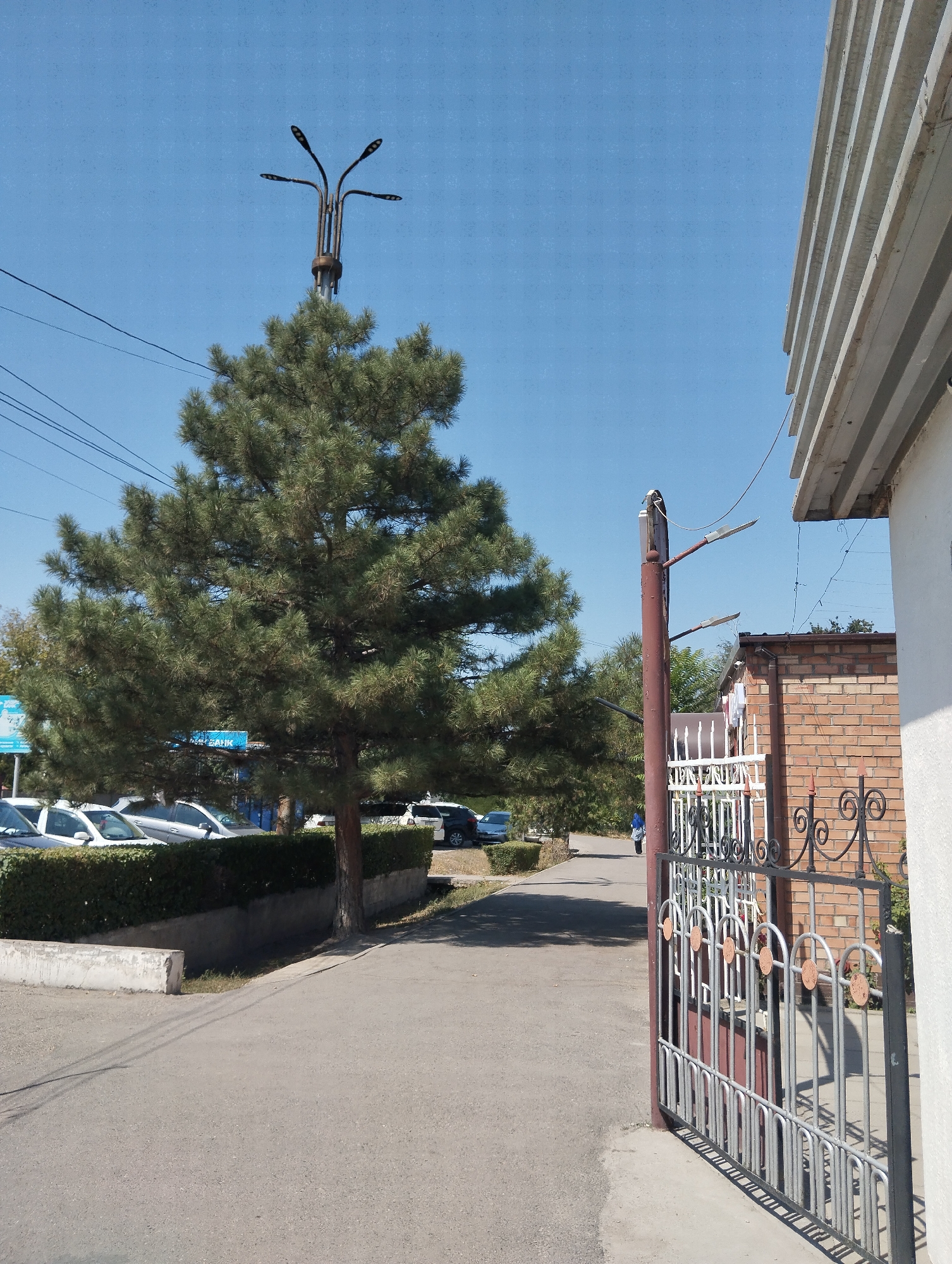 The image captures an outdoor scene under a clear blue sky. In the foreground, a paved walkway leads towards an open metal gate with decorative scrollwork. To the right of the walkway, a brick building is visible, partially obscured by the gate. To the left of the walkway, a manicured hedge borders a parking area where several cars are parked. A tall pine tree with dense foliage stands prominently behind the hedge, with a multi-headed street lamp visible above its branches. Further down the walkway, a person in a blue headscarf and clothing walks away from the camera. In the background, more trees and buildings are visible. The lighting suggests it is daytime.