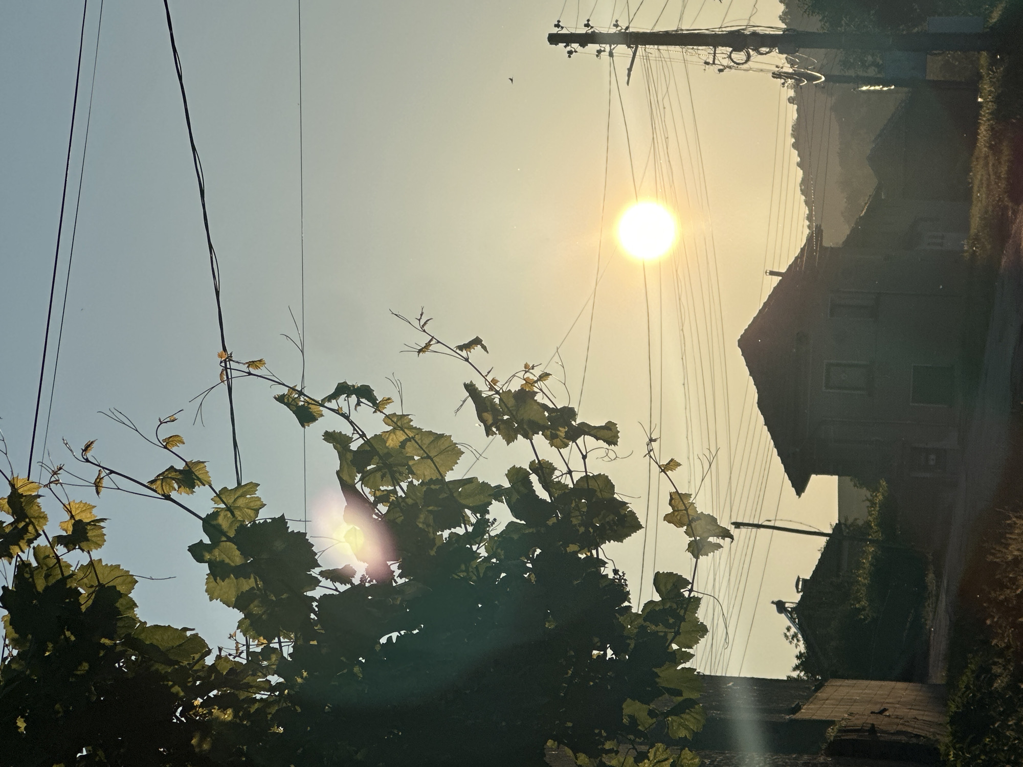 This image captures an outdoor scene bathed in the warm, golden light of late afternoon or early evening. The sun, a bright circular orb, dominates the upper right portion of the frame, casting a strong glare and illuminating the sky with a hazy, yellowish glow that fades into a lighter blue-grey on the left.
In the foreground and midground, dense, dark green foliage, likely from a vine or tree, fills the lower half of the image. Its textured leaves and slender branches are silhouetted against the bright sky, with some leaves subtly catching the sunlight.
Above the foliage, numerous dark power lines crisscross the sky, converging towards a utility pole visible on the far right. In the background, dark silhouettes of buildings with pitched roofs are discernable, suggesting houses or similar structures in a village or rural setting. Further behind these buildings, faint outlines of distant hills or mountains can be seen. A small, dark bird is visible in flight in the sky near the top center, slightly to the left of the sun.
The overall impression is one of tranquility and natural beauty, with the warm light creating a serene ambiance. There is no visible text in the image. The scene suggests a peaceful rural or semi-rural landscape, consistent with the context of Slavyani, Bulgaria.