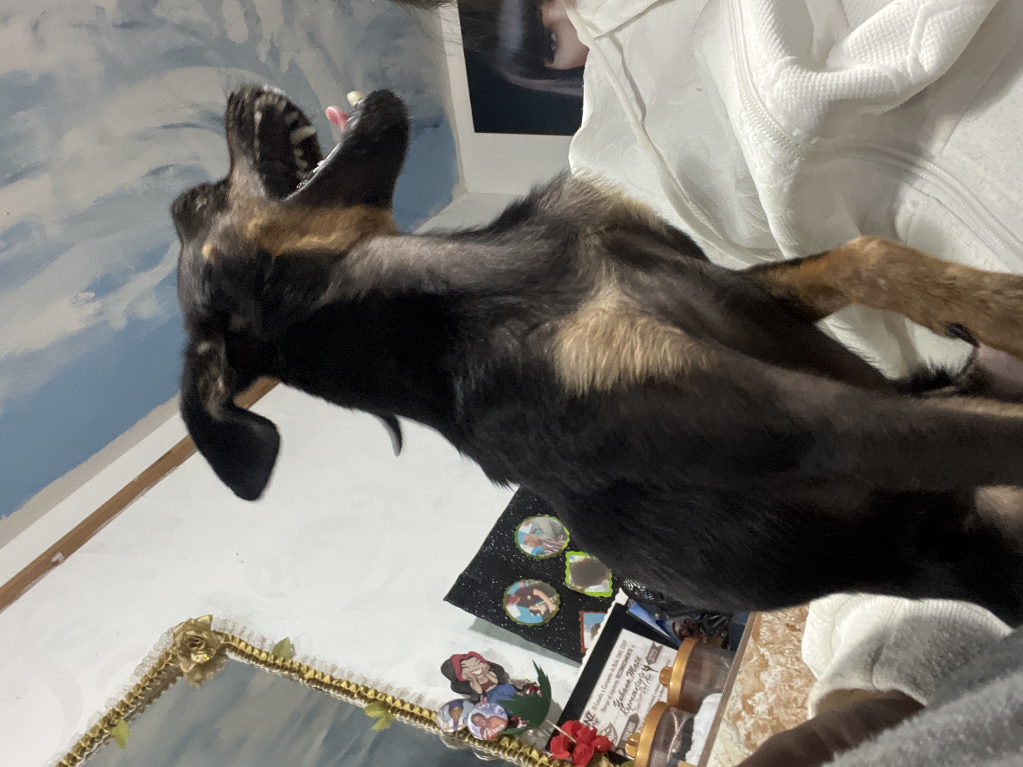 An eye-level, medium shot captures a black and tan dog mid-yawn, its mouth wide open to reveal sharp teeth and a pink tongue. The dog is positioned in the foreground, filling a significant portion of the frame, with its head tilted back and its body leaning forward. The background is a cluttered interior scene. To the left, a gilded mirror with ornate detailing is partially visible, reflecting the ceiling which is painted with a cloudy sky mural. Below the mirror, a collection of small circular pins with images of people and cartoon characters are affixed to a dark, sparkling surface. Further to the right, a person's face with dark bangs and peeking eyes is visible over a white textured blanket. The lighting appears to be indoor ambient light, casting soft shadows. The scene is likely within a residence in Juan Griego, Venezuela.