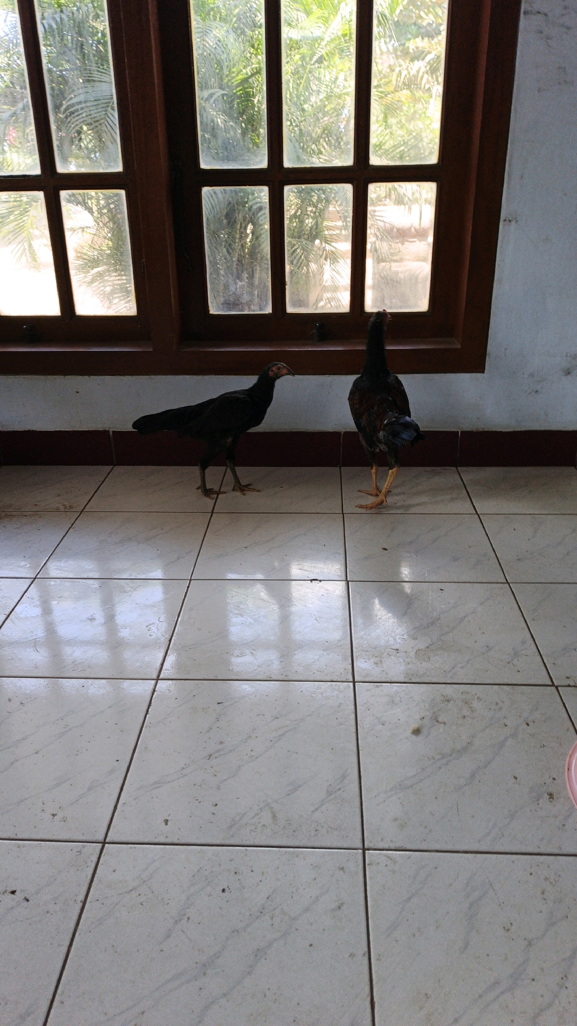 Two chickens are standing on a tiled floor in front of a window. The chicken on the left is black and facing left. The chicken on the right is brown and black and facing away from the camera. The window has wooden frames and is divided into multiple panes. Through the window, palm trees are visible. The floor tiles are white with some dirt and debris. The wall on the right is light blue. The scene appears to be indoors, possibly in a home or a covered outdoor area. The location is stated to be in the city of Campurdarat, Indonesia.