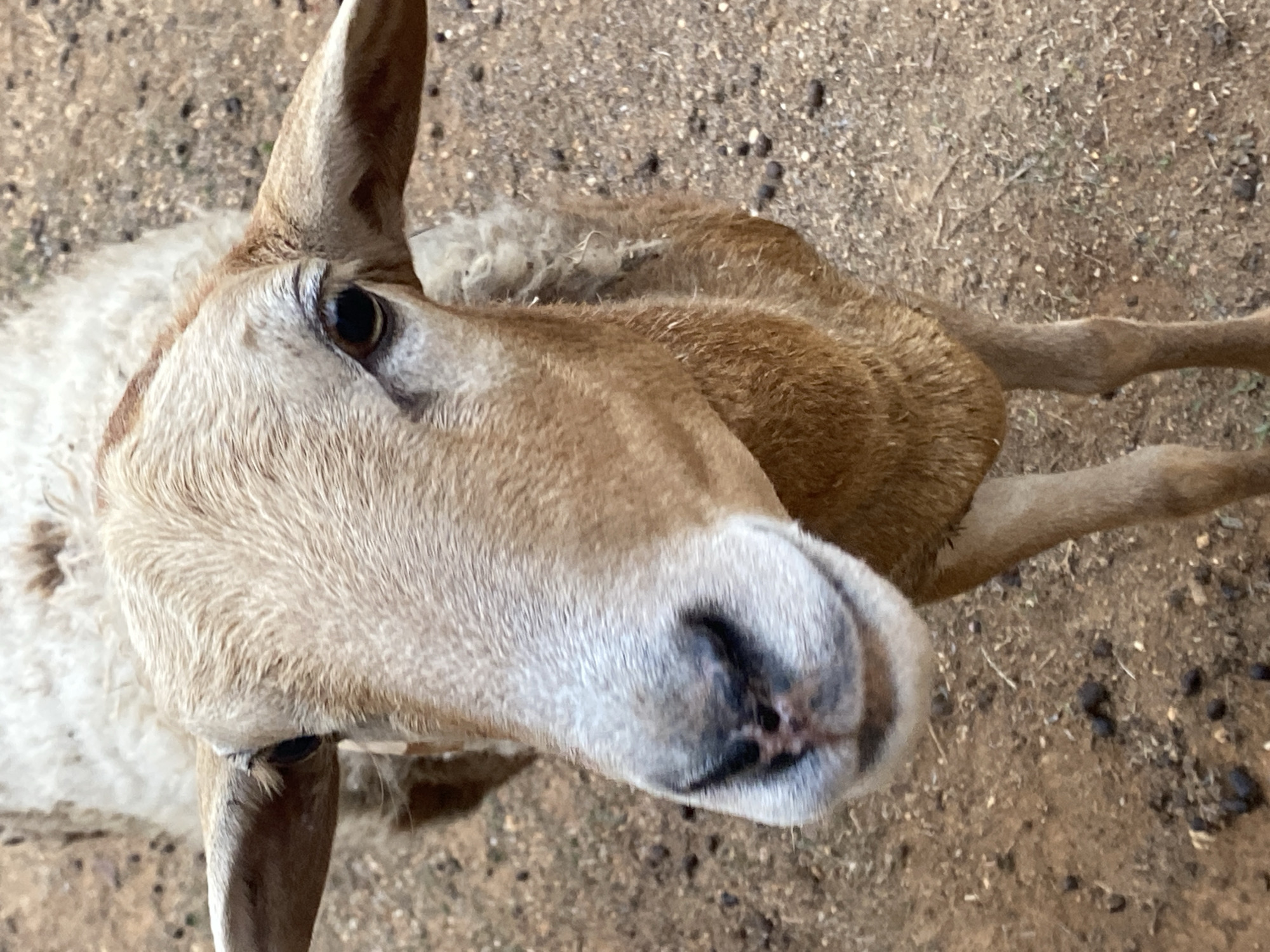 A close-up, high-angle shot features a light brown and white sheep with long ears. The sheep is standing on dry, brown, pebbly ground. The setting is Tinaquillo, Venezuela.