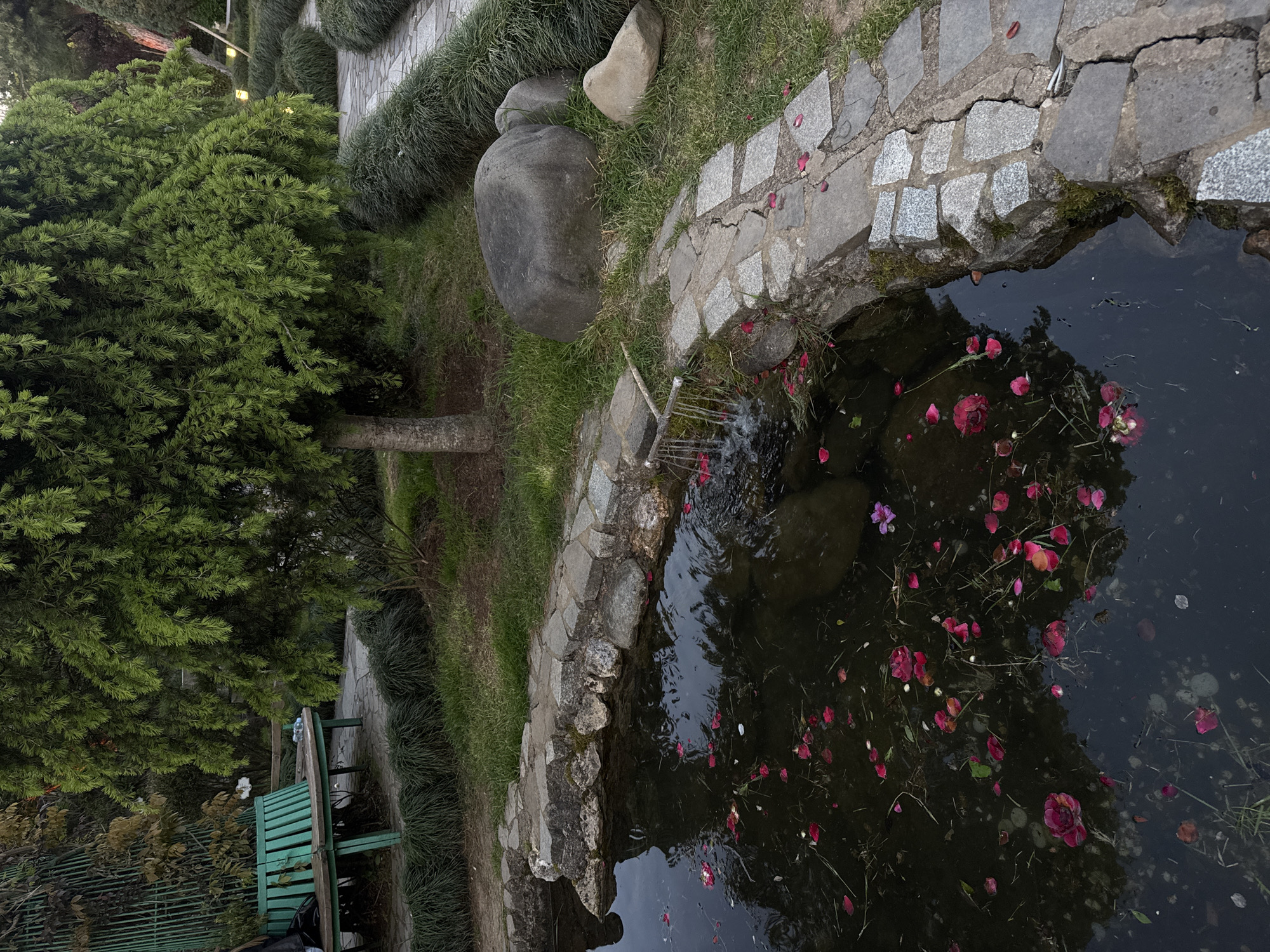 The image shows a garden setting in Unknown, Unknown. A small pond is prominent, its surface covered with scattered rose petals and foliage. The pond is surrounded by a stone border and features a small artificial waterfall. Adjacent to the pond is a grassy area with ornamental plants and several large rocks. To the left, a coniferous tree provides shade, and a green wooden bench is visible near the tree. A stone pathway runs alongside the grass and plants. The overall environment suggests a tranquil, landscaped space.