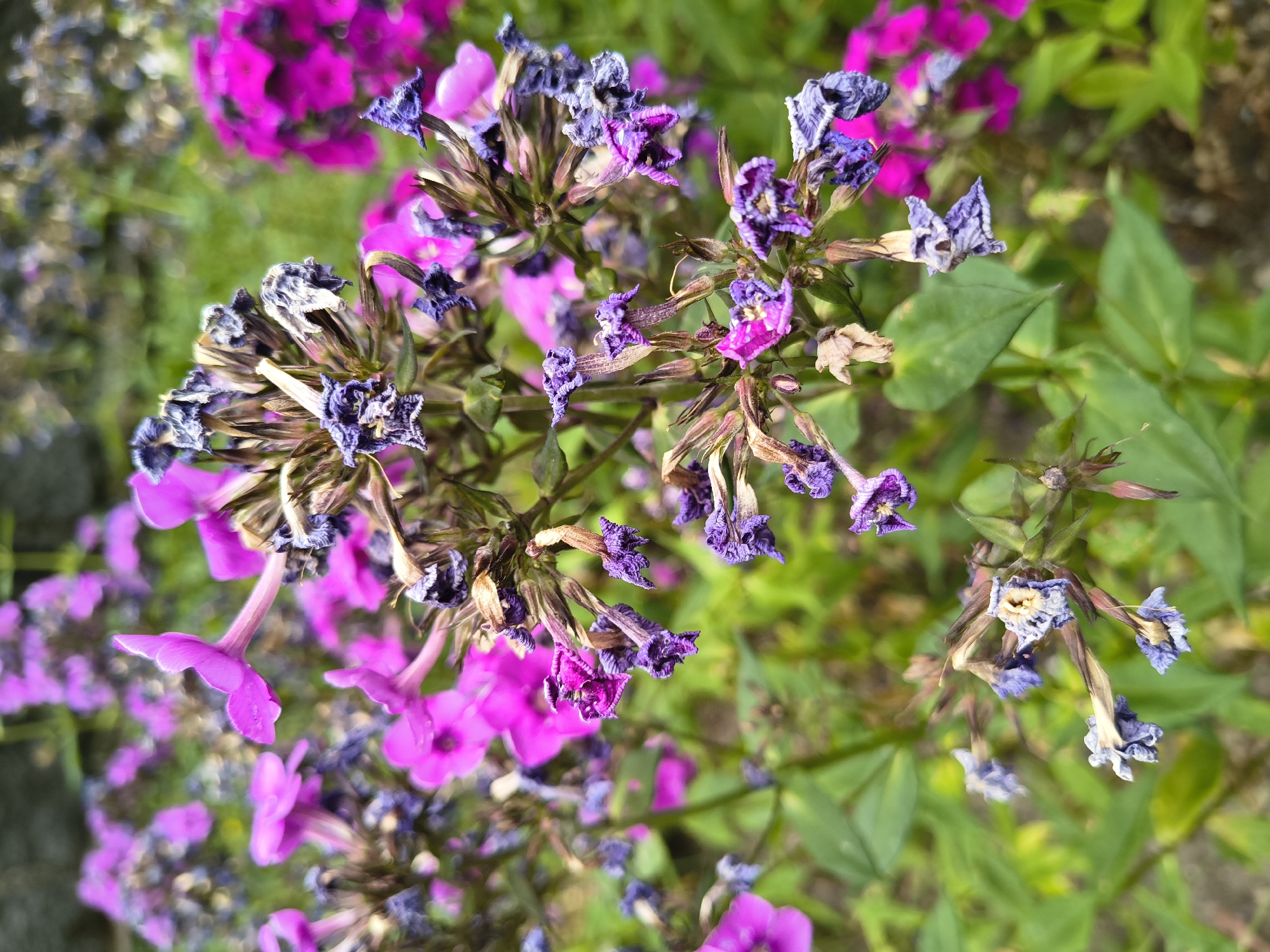 The image displays a close-up, outdoor view of wilting purple and pink flowers, likely phlox, with visible green foliage in the background. The focus is on a cluster of dried, withered purple flower heads and some more vibrant pink blossoms. The scene suggests a garden setting. The location is identified as Olomouc 9, Czechia.