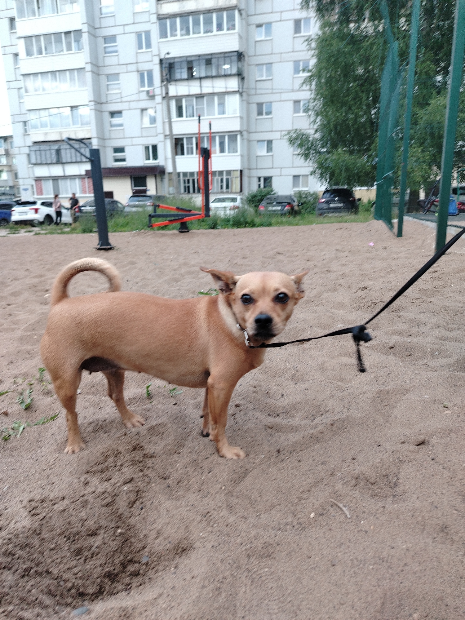 In this medium shot, a tan-colored dog is standing on a sandy surface. The dog is facing the camera, with its head slightly tilted. It appears to be wearing a dark-colored collar and a leash is attached to it. The background shows a multi-story building with numerous windows. To the right of the building, there are trees and a green fence. Further in the background, several cars are parked. The overall setting seems to be an outdoor recreational area, possibly a park or a playground, given the sandy ground and the presence of what looks like exercise equipment in the mid-ground. The lighting suggests it might be daytime, possibly overcast given the diffused light. There is no visible text in the image.