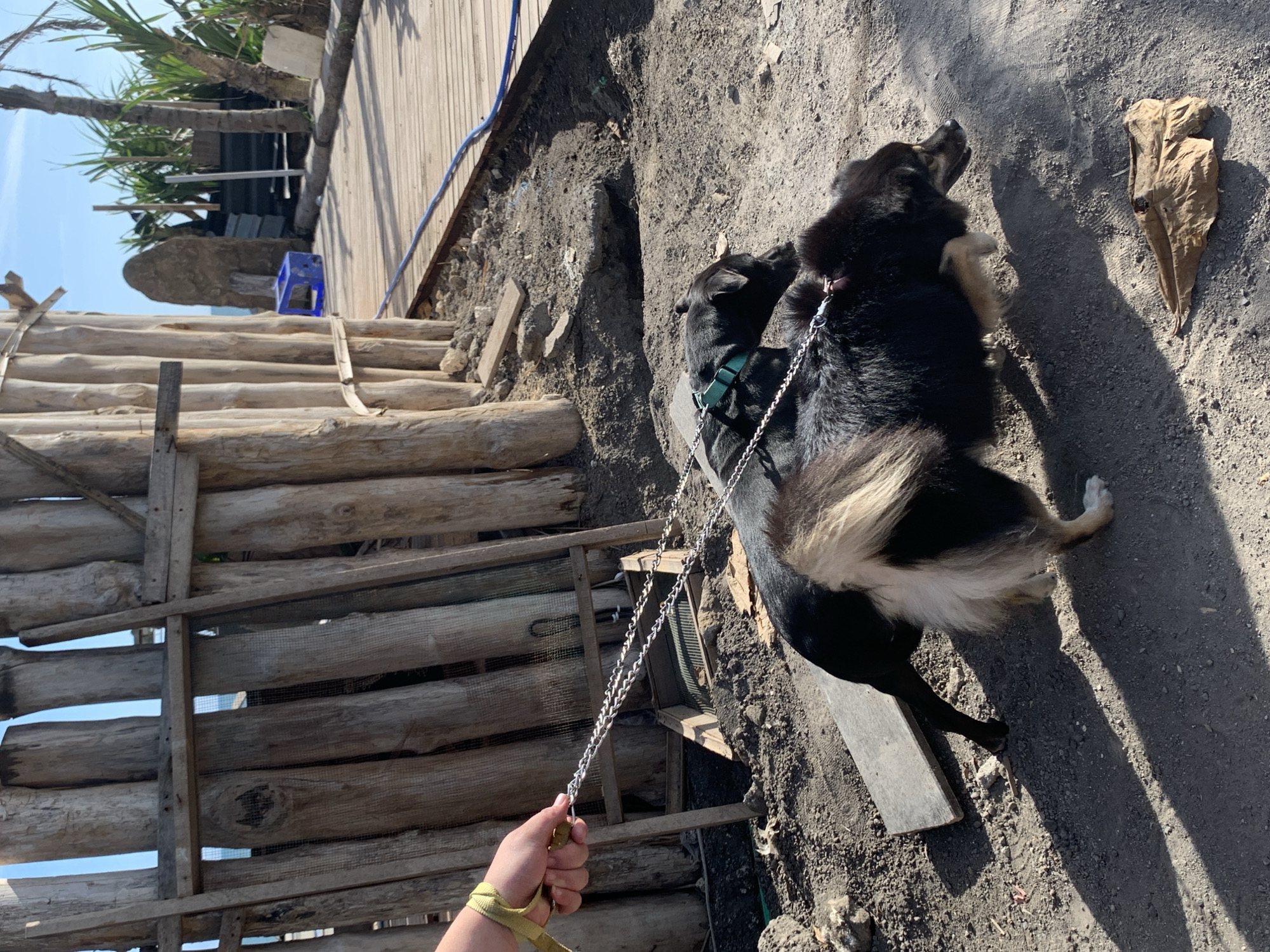 The image depicts a black and tan dog, possibly a shepherd mix, standing on a dirt surface next to a rudimentary wooden staircase and boardwalk structure. The dog is leashed with a chain lead held by a person whose hand is visible in the bottom left corner, holding a yellow leash. The background includes foliage, a blue plastic stool, and a partially visible building or structure made of corrugated metal and wood. A large dried leaf lies on the dirt near the dog. The location is North Kuta, Indonesia.