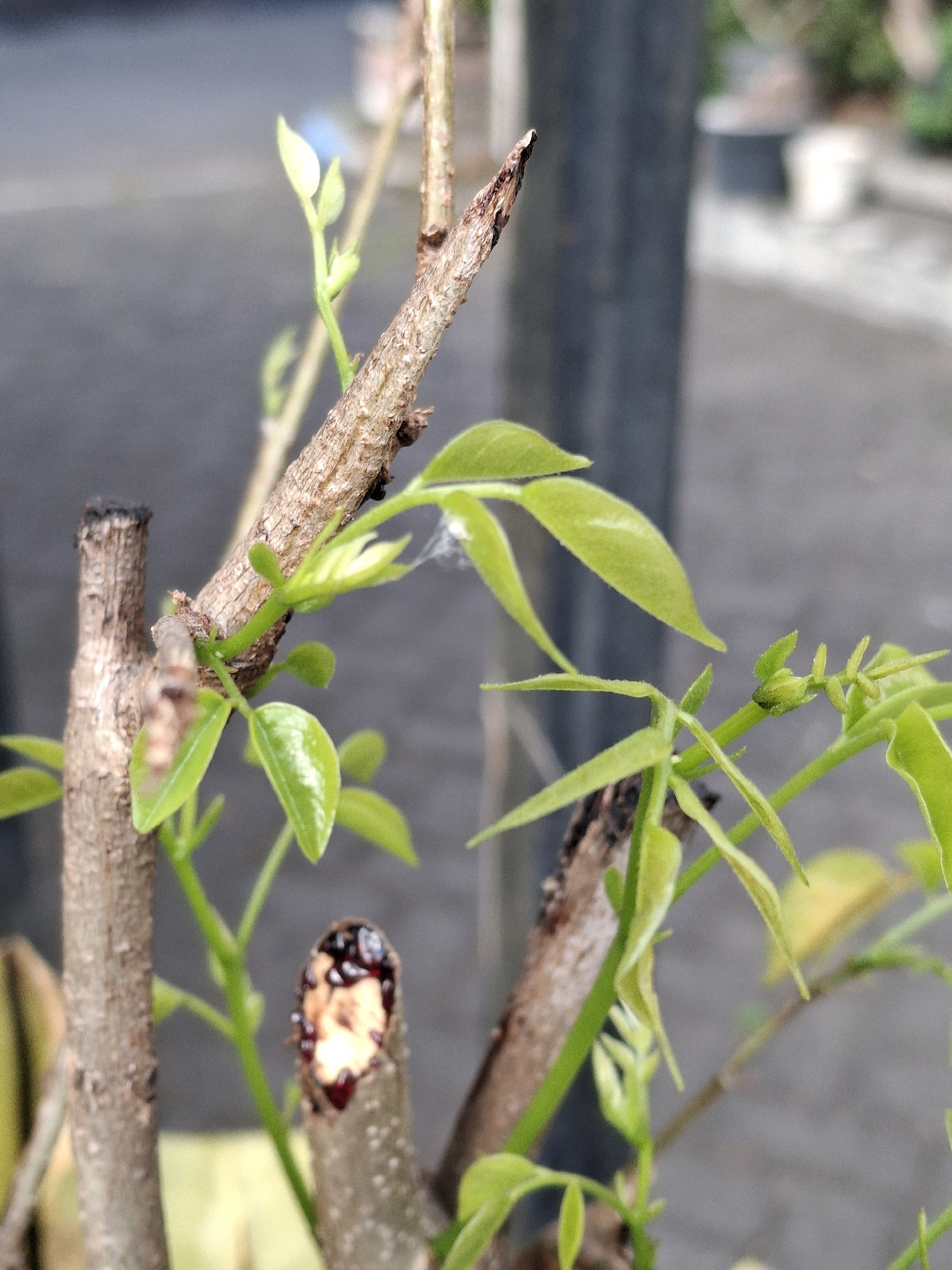 This is a close-up, eye-level, medium shot photograph of a young plant with new growth. The main subject is a thin, brown branch with several light green leaves emerging from it. The branch appears to have been pruned at the top, leaving a rough, jagged end with dark reddish-brown sap visible. Another similar branch is visible to the left, also with new leaves. The background is out of focus, showing a dark gray surface that could be a sidewalk or pavement, and some indistinct shapes of structures or plants. The lighting is natural, suggesting it was taken outdoors during the day. The overall impression is of a plant in a state of regeneration or new life. The image does not provide enough information to determine the specific location within Lumajang, Indonesia, beyond it being an outdoor environment. There are no people, animals, or specific landmarks visible.