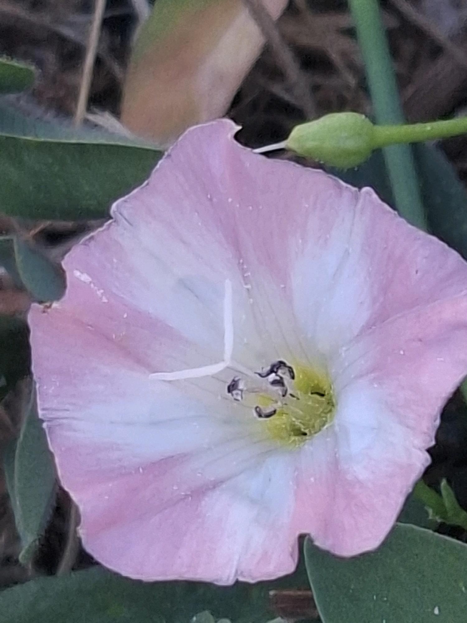 A close-up, top-down view captures a pink and white bindweed flower in bloom, centered in the frame. The flower has five petals, with delicate veins radiating from the center. The center of the flower is a vibrant yellow-green and contains dark stamens. A green bud, still closed, is visible on a thin green stem to the upper right of the flower, partially obscuring a thin brown stalk. The flower is surrounded by dark green foliage, some of which is blurred in the background, suggesting a natural setting. The lighting is soft, highlighting the dew drops on the petals. The image appears to have been taken outdoors in Almaty, Kazakhstan, based on context provided.