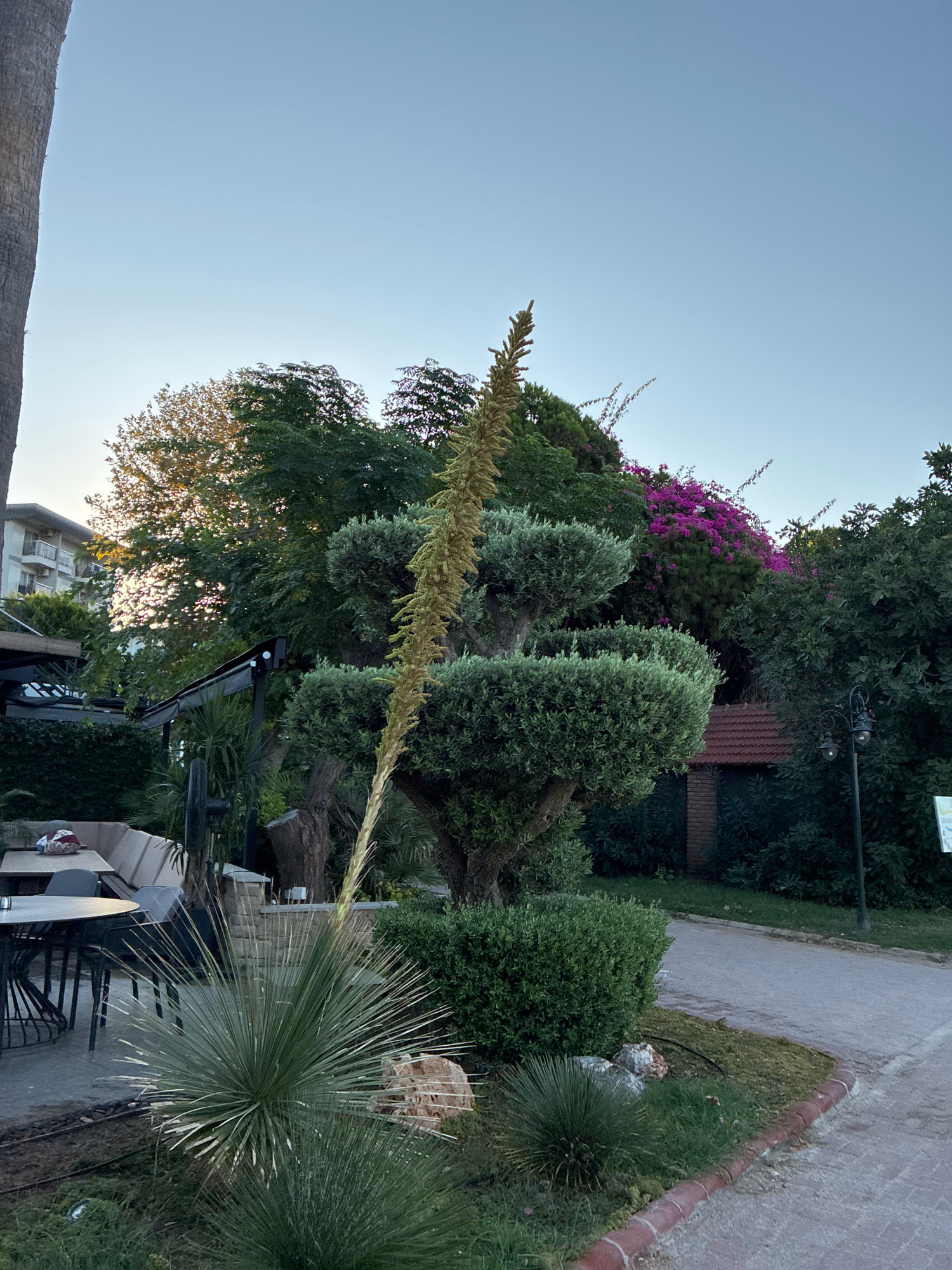 The image depicts an outdoor seating area at a restaurant in Alanya, Turkey. In the foreground, a spiky, green plant with long, thin leaves is prominent. Behind it, a manicured olive tree stands with its branches pruned into rounded shapes. A tall, slender, dried plant stalk with a feathery appearance rises vertically through the center of the scene. To the left, an outdoor dining set with chairs and a table is visible, along with a large building with balconies. The background is filled with dense green foliage, including trees and vibrant pink bougainvillea flowers. A small, red-tiled roof structure is partially visible amidst the greenery. The sky is clear and pale blue, suggesting it is either early morning or late evening. The overall scene is one of a well-maintained, lush outdoor space, likely part of a resort or a restaurant offering al fresco dining.