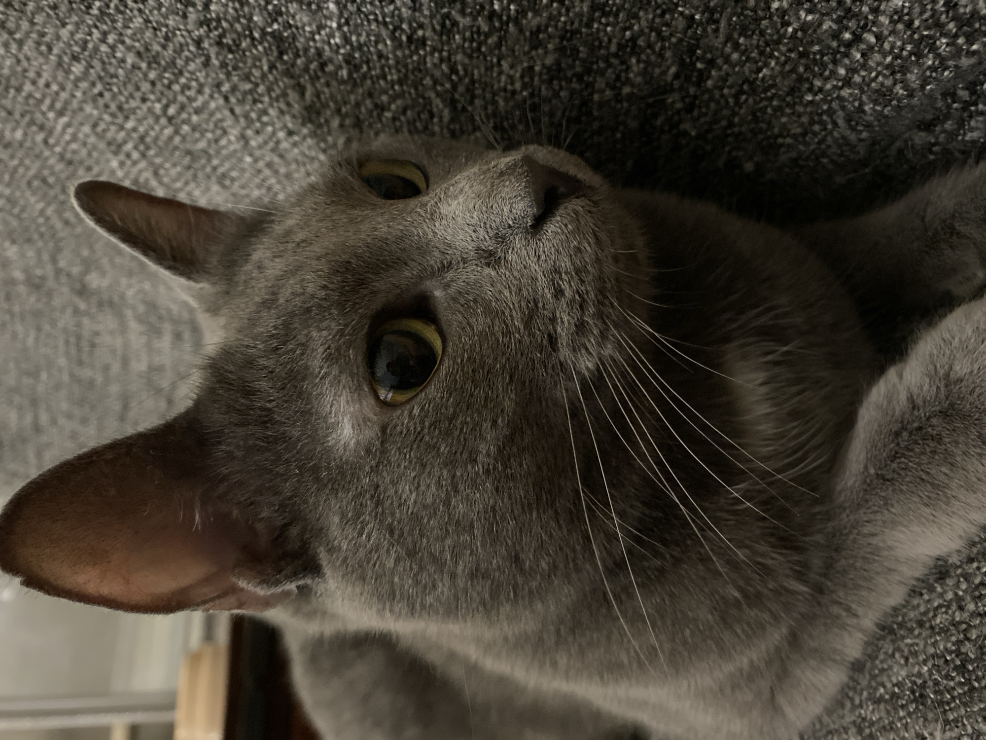 A close-up, profile shot of a grey cat's face shows its head resting on a textured, grey surface, likely a sofa or chair. The cat's right ear is prominent, pointing upwards, while its left ear is partially visible. Its bright yellow-green eyes are open and looking towards the right side of the frame. The cat's whiskers are clearly visible, fanning out from its nose and muzzle. The background is blurred, but appears to be an indoor setting. No specific location within a city is identifiable.