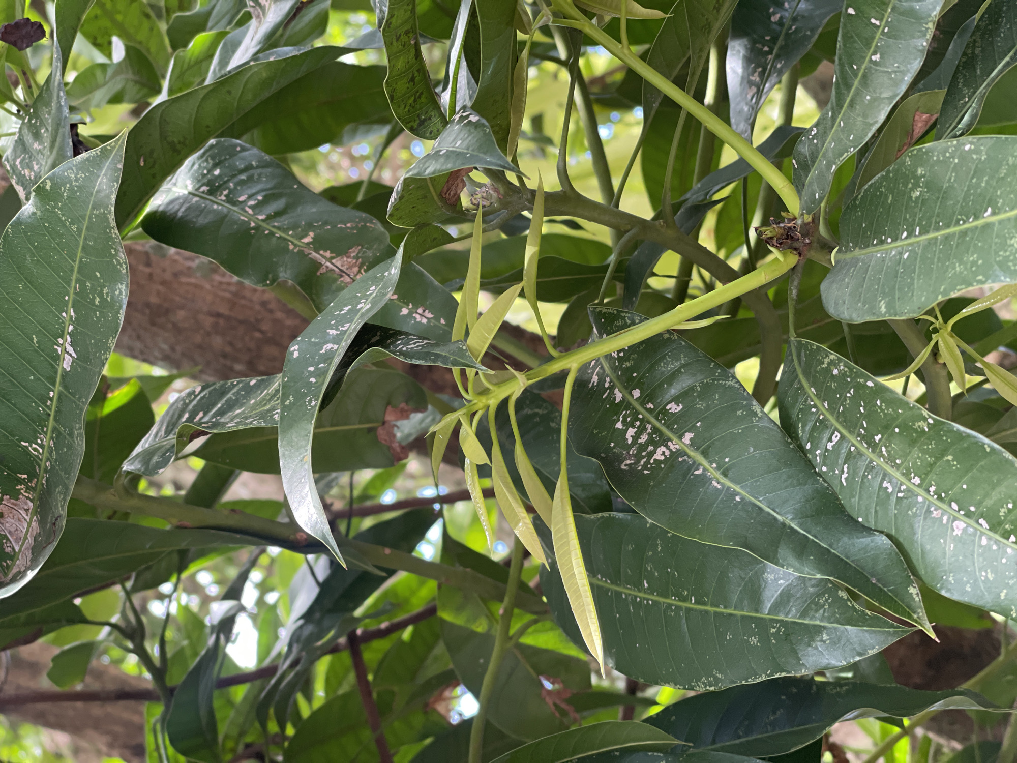 A close-up, eye-level shot captures a mango tree's branches and leaves in Julicotmeurak, Indonesia. The focus is on a new flush of bright green, elongated leaves emerging from a central stem. These new leaves contrast with the older, larger, dark green leaves that are speckled with light greyish-white marks, possibly indicating a minor fungal or mineral issue. The leaves are glossy, suggesting recent rain or dew. The background is a blur of green foliage and soft, bokeh-like circles of light, indicating a sunlit environment. A thick, textured brown tree trunk is partially visible behind the leaves. No people are present.