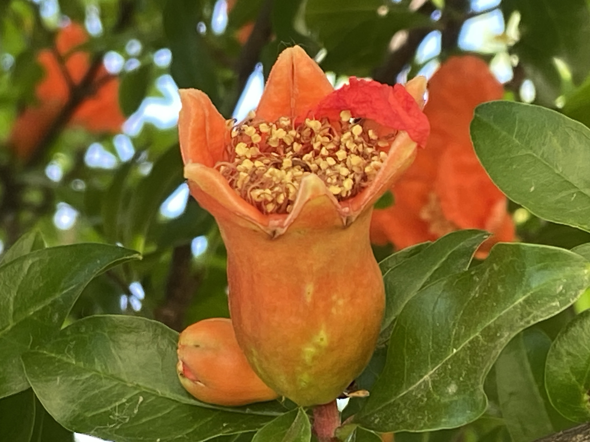 A close-up captures a pomegranate flower in partial bloom, displaying a vibrant orange-red hue. The flower, still encased in its calyx, reveals clusters of small yellow seeds within. Adjacent to the main flower is a smaller, closed bud, sharing the same orange-red color. The flower and bud are surrounded by lush green leaves, creating a contrast with the orange-red tones. In the background, out-of-focus shapes suggest other flowers or leaves, while glimpses of bright sky peek through the foliage. The image does not contain any identifying information to determine the location of the image in Budva, Montenegro.