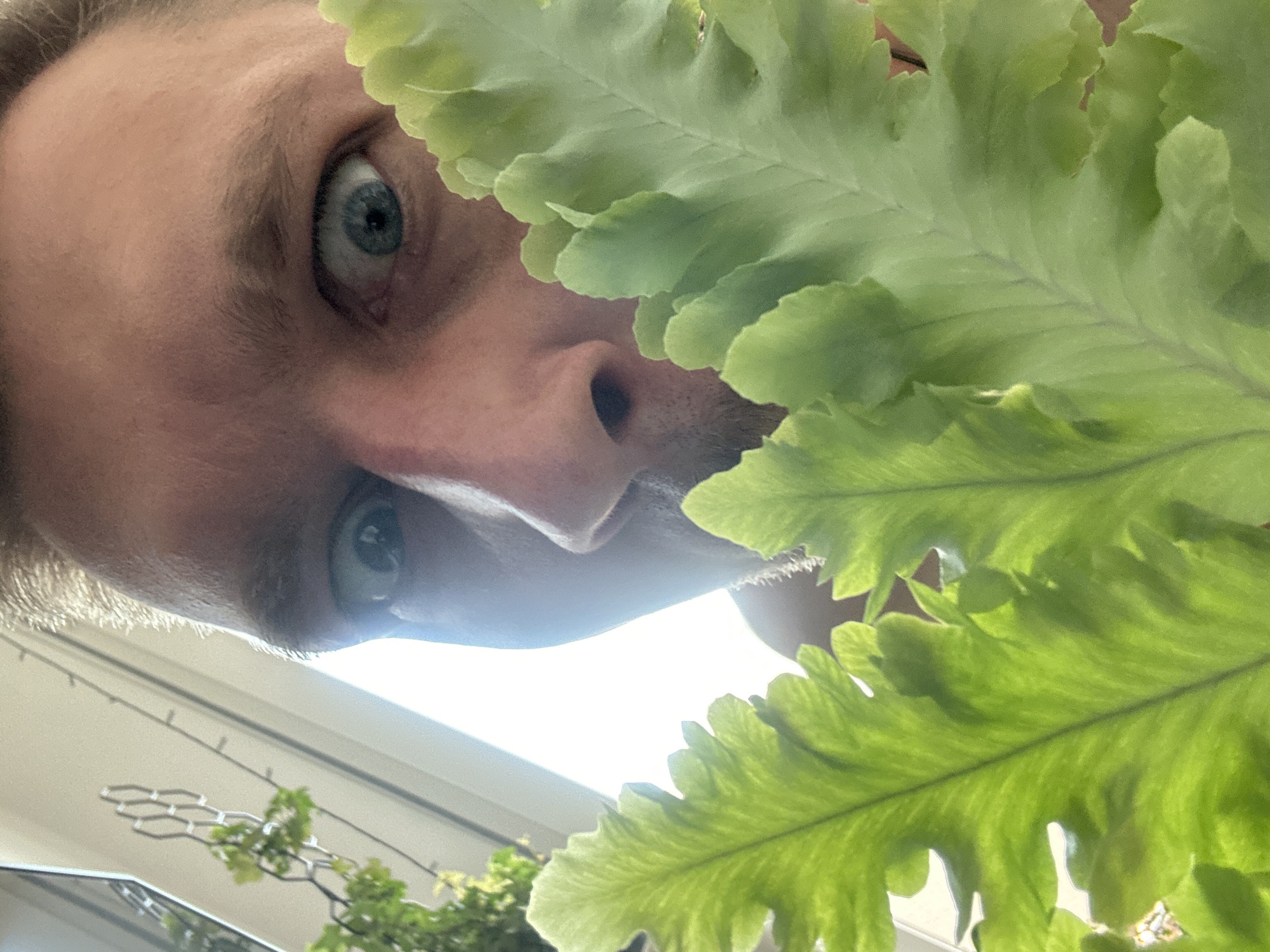 A close-up shot focuses on a person's face, partially obscured by vibrant green fern leaves. The individual has bright blue eyes and fair skin. They are positioned in what appears to be an indoor setting with natural light streaming from a window behind them. The background includes a hint of a window frame and some hanging greenery. The overall impression is a playful or curious moment captured through the foliage. The specific location in Zvezdara Urban Municipality, Serbia, cannot be determined from the visual information provided in the image.