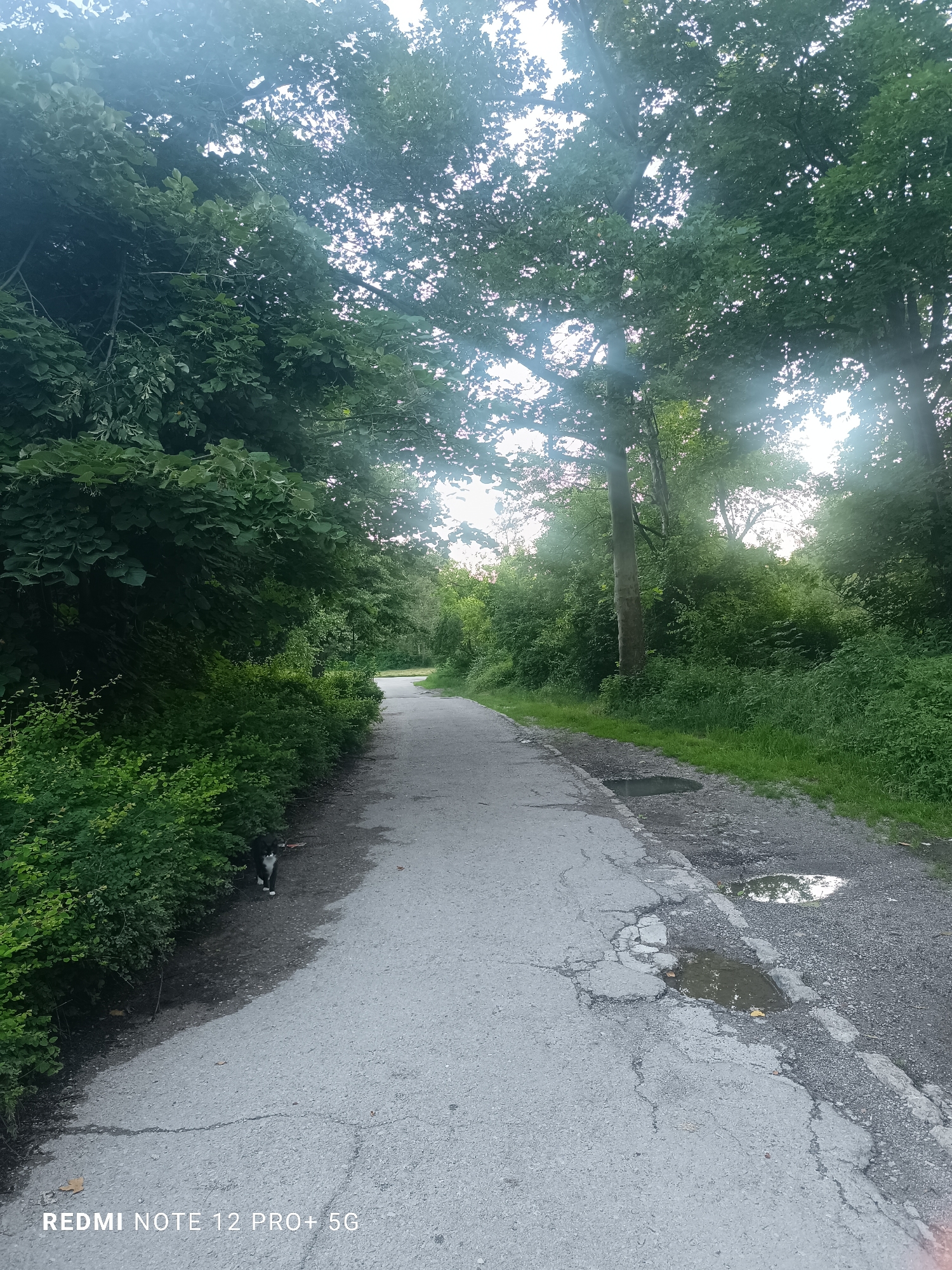 This image depicts a paved pathway in a park-like setting, identified as being in the city of Targovishte, Bulgaria. The path, constructed of weathered grey asphalt or concrete, exhibits numerous cracks and potholes. Two distinct puddles, reflecting the sky and surrounding foliage, are visible in the potholes on the right side of the path. Dense green trees and bushes line both sides of the pathway, with a particularly thick canopy overhead through which bright sunlight filters, creating visible light flares. A black and white domestic cat is positioned on the left side of the path, near the base of the bushes, facing towards the viewer or slightly right. The cat possesses a white chest, paws, and facial markings, with predominantly black fur elsewhere. A small red object is visible near its head. The overall environment is verdant and well-lit by natural daylight. A digital watermark "REDMI NOTE 12 PRO+ 5G" is present in the lower-left corner of the image. No human subjects or interactions are present.