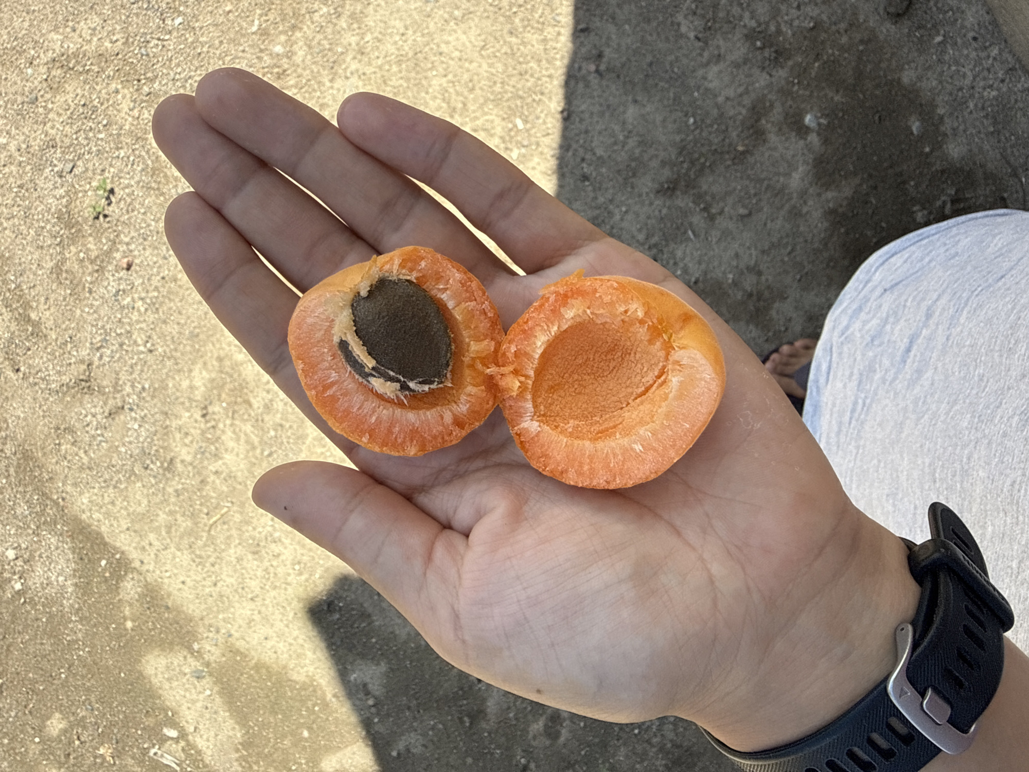 A person's left hand, wearing a black smartwatch with a silver buckle, holds a halved apricot. The apricot is bright orange with a visible dark brown pit in one half and a smooth, pitted interior in the other. The hand is resting against a light-colored, textured fabric, possibly clothing. The background is a mix of sandy soil and a shaded area, suggesting an outdoor environment. There are subtle shadows cast on the ground, indicating sunlight. The scene appears to be located in Tash-Kyia, Kyrgyzstan, a small village known for its natural beauty.