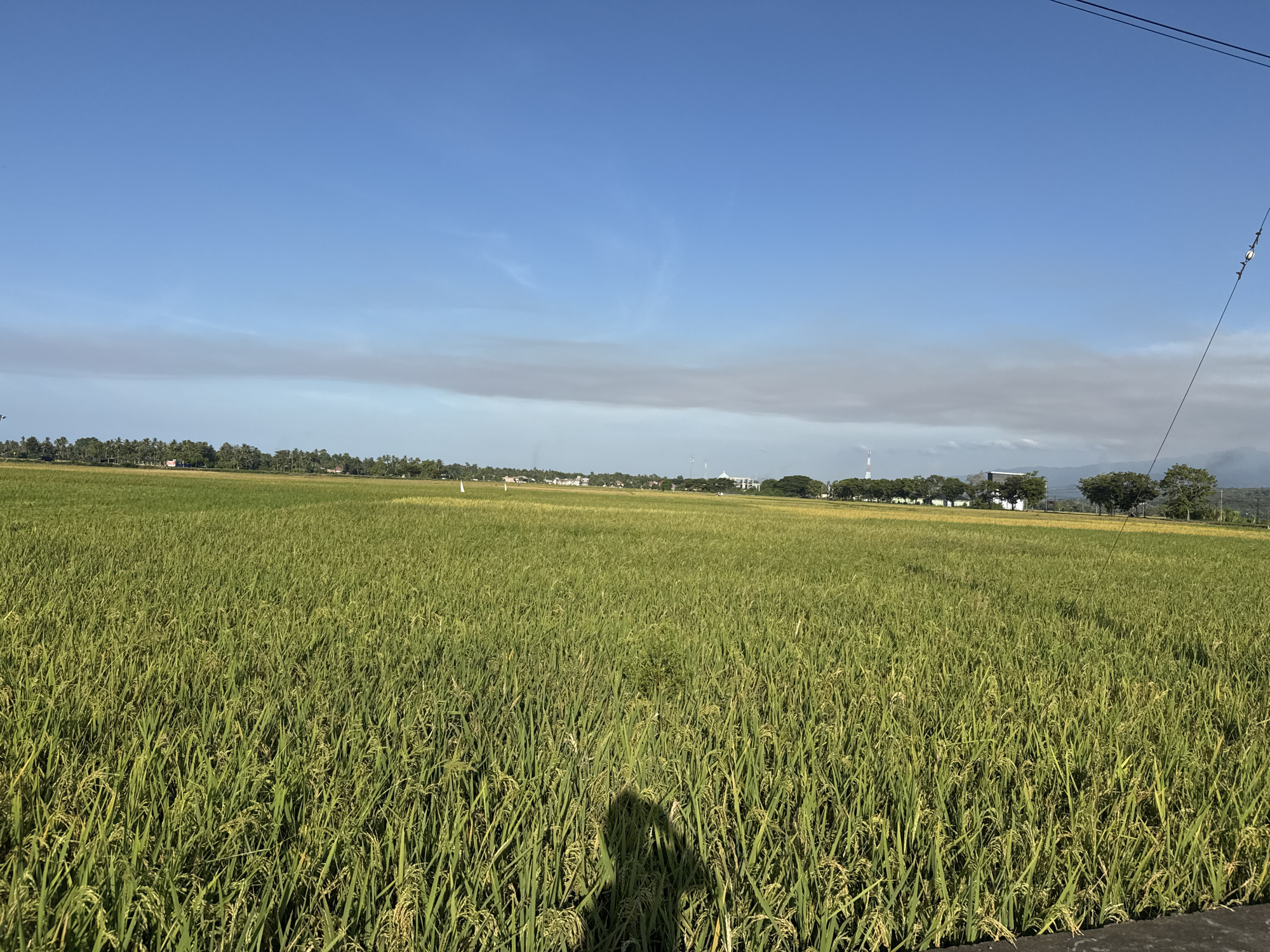 This is a wide-angle, eye-level shot of a lush green rice paddy field under a clear blue sky with some wispy clouds in the distance. The rice stalks are tall and golden, indicating they are nearing harvest. In the background, a treeline separates the field from a small settlement with buildings and structures, including what appears to be a white building with a dome and a radio tower. The scene is likely set in the rural area of Pulo Lhok, Indonesia, given the prevalent agricultural landscape and architecture. A shadow of a person, presumably the photographer, is cast on the lower portion of the rice field, suggesting the photo was taken outdoors during daylight. Power lines are visible in the upper right corner of the frame.