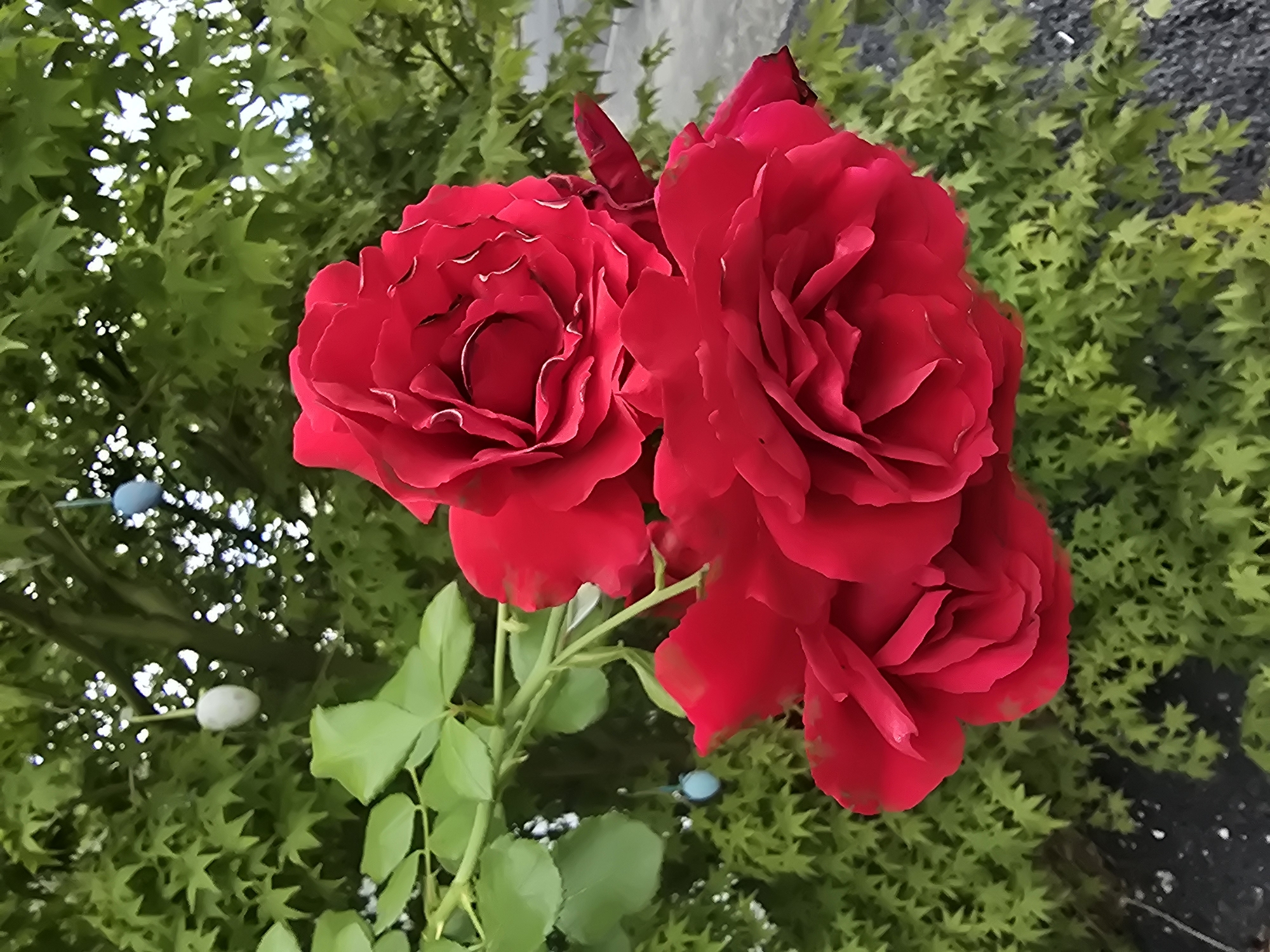 A close-up, eye-level shot features a cluster of three vibrant red roses in the foreground, their petals unfurling in full bloom. Behind the roses, a dense canopy of bright green foliage from a tree provides a lush backdrop. The foliage is interspersed with a few small, light blue and white egg-shaped ornaments, possibly decorations, hanging from the branches. The overall impression is one of natural beauty with a festive touch, likely a garden setting in Antwerp, Belgium, perhaps during springtime celebrations.