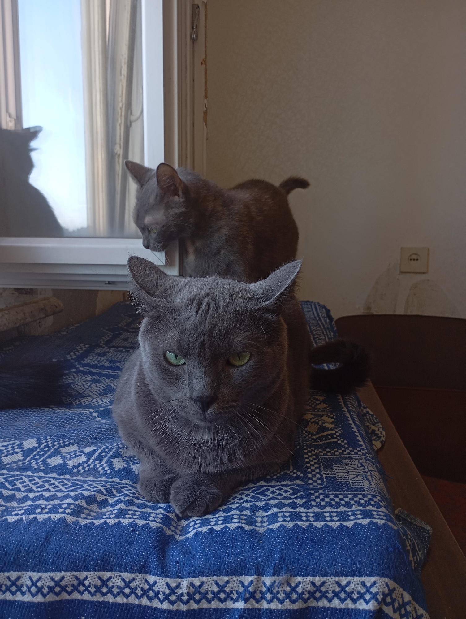 Two gray cats are on a bed with a blue and white patterned blanket. The cat in the foreground is looking at the camera with green eyes. The other cat is behind it, facing a window. The room appears to be indoors, with a window and a wall visible. There are no people in the image. The scene does not provide any information to determine its location in Kharkiv, Ukraine.