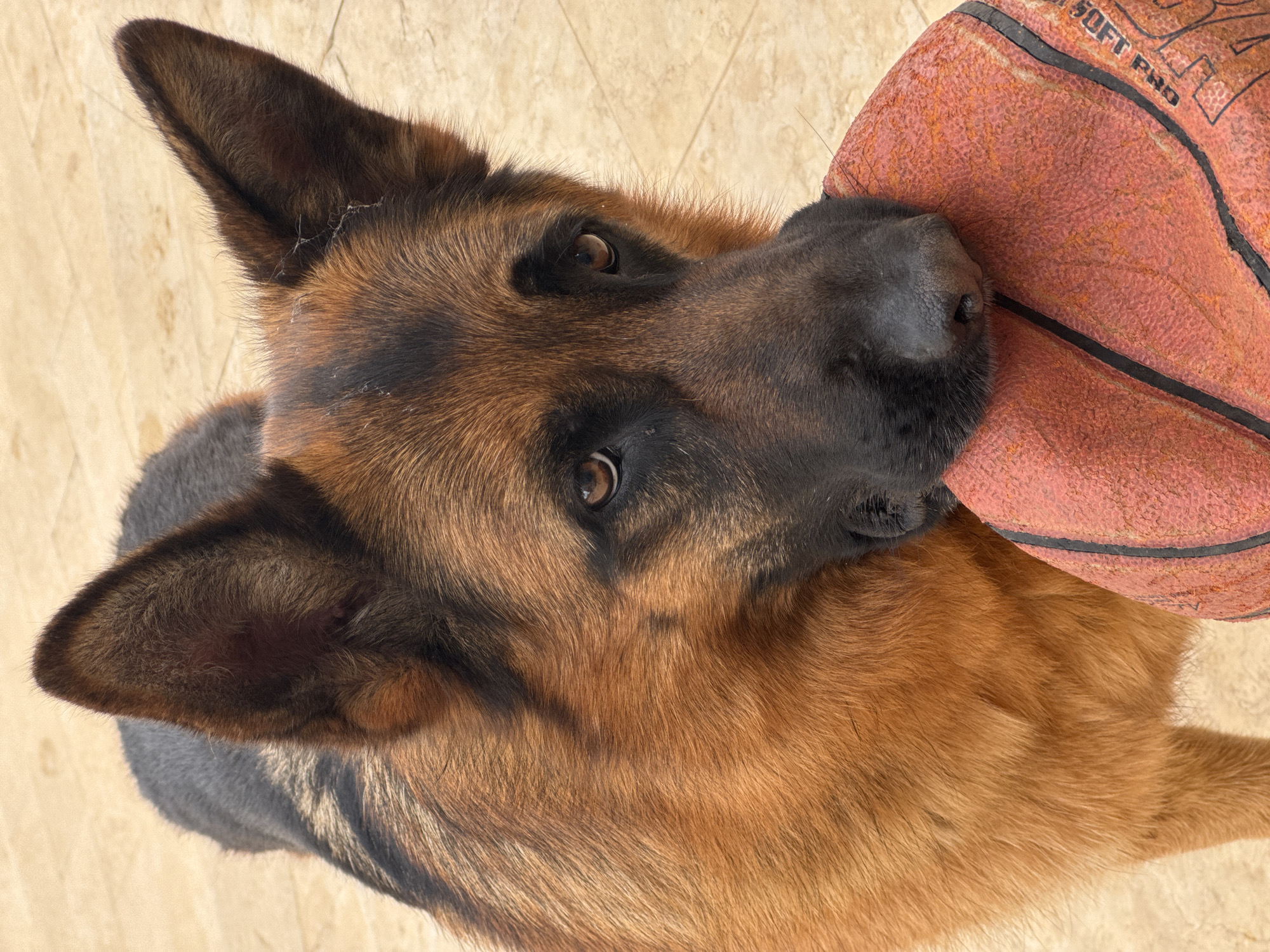 A German Shepherd dog is pictured from a high-angle view. The dog has brown and black fur and is holding a deflated orange basketball in its mouth. The text "SOFT PRO" is visible on the basketball. The background is a light-colored surface. There is no indication of the location being in Mate Yehuda Regional Council, Israel.
