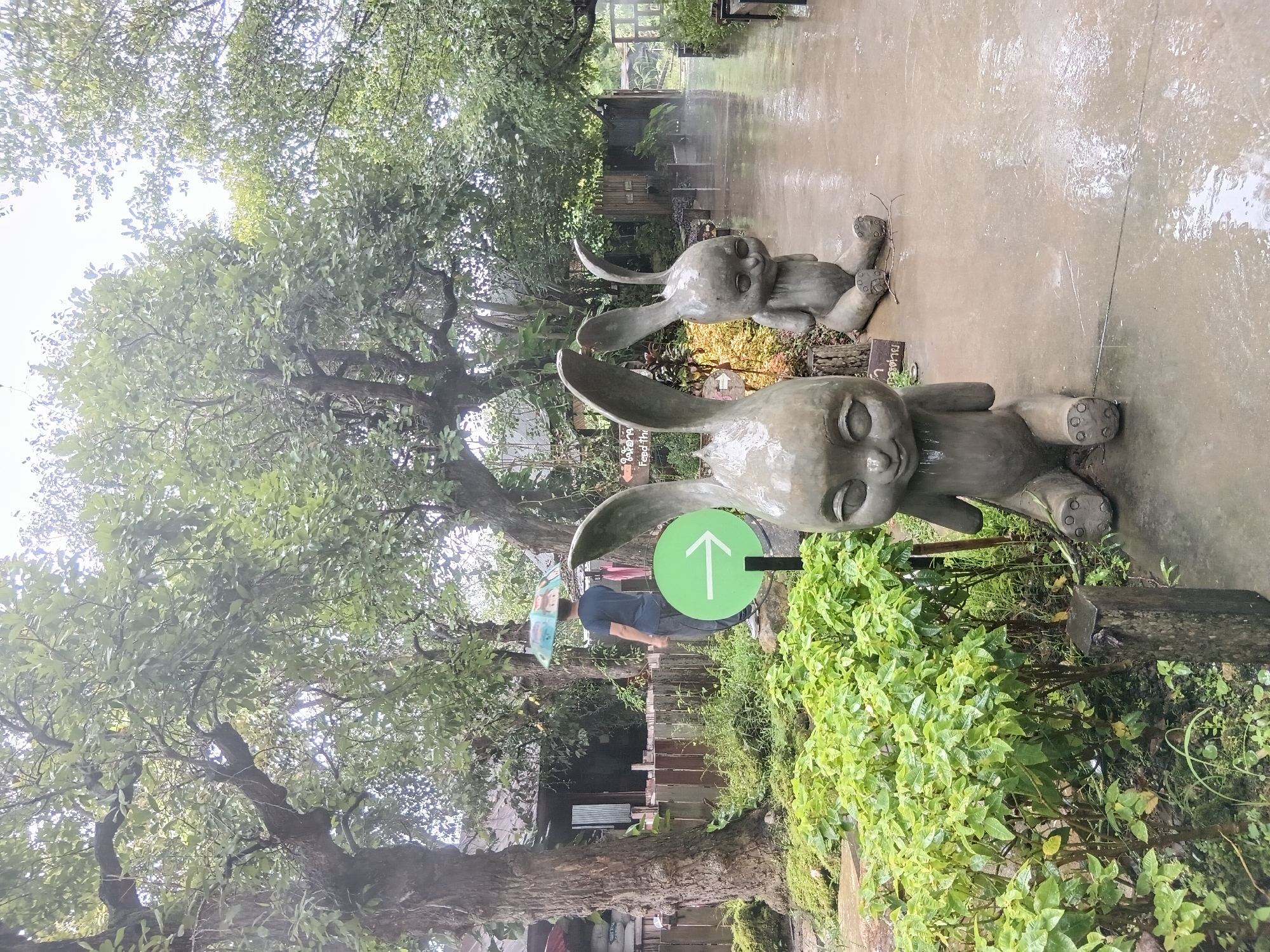 The image depicts an outdoor scene with lush green foliage and a paved walkway, suggesting a park or garden setting in Ban Pha Sao, Thailand. Two large, stylized concrete rabbit sculptures are prominently placed in the foreground, facing the viewer. The sculpture on the left is closer and more detailed, with large, closed eyes and floppy ears. The sculpture on the right is slightly further back and to the right, seated in a similar pose.
The ground is wet and reflects the overcast sky, indicating recent rain. A few people are visible in the background. One person, wearing a dark t-shirt and grey pants, is walking away from the camera, holding a colorful umbrella. Another individual, partially obscured by vegetation, appears to be standing near a wooden fence. Several trees with dense green leaves are scattered throughout the scene, providing shade. In the mid-ground, a wooden fence separates the walkway from a more overgrown area with moss-covered rocks and small plants.
A green circular sign with a white arrow pointing to the right is mounted on a black post between the two rabbit sculptures, suggesting a directional marker within the location. Behind the sculptures and to the left, there are some weathered wooden structures, possibly buildings or sheds, with corrugated metal elements. Further in the background, more greenery and faint structures can be seen, blending into the overall natural and somewhat rustic ambiance of the location. The lighting is diffused, consistent with an overcast day.