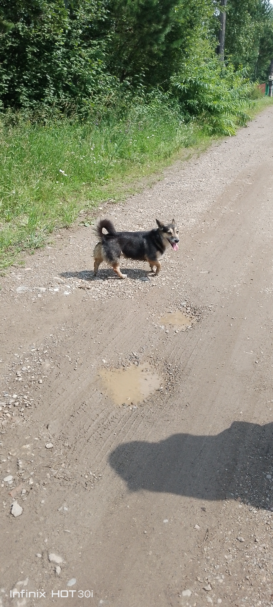A small dog with black and tan fur stands on a gravel road in Kedrovy, Russia. The dog is facing right, with its tongue hanging out. Its tail is curled over its back. The road is lined with green grass and trees on the left side, and a dusty, uneven surface with puddles of water on the right. The shadow of the dog is cast on the road to its left. The sky is not visible.