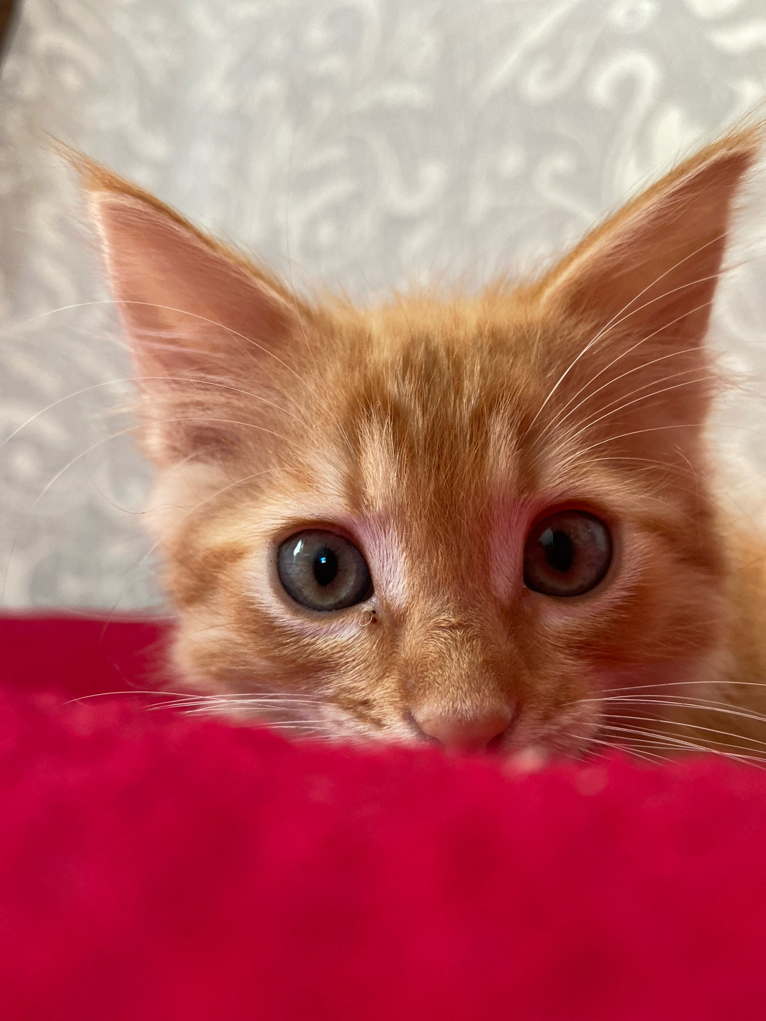 A close-up, eye-level, vertical shot shows the face of a ginger kitten peeking over a bright red surface. The kitten's head is positioned centrally in the frame, with its large, wide-open eyes taking up a significant portion of the image. The kitten's fur is a warm orange with darker tabby stripes on its forehead and around its eyes. Its ears are pointed and slightly tilted forward, with fine hairs visible within their structure. White whiskers fan out from its muzzle. The red surface in the foreground is textured and slightly blurred, suggesting it is fabric. The background is out of focus and appears to be a light-colored wall with a subtle, textured pattern. The lighting is soft and even, highlighting the kitten's features. There are no people or other animals visible in the scene. The image is a portrait of the kitten, focusing on its innocent and curious expression.