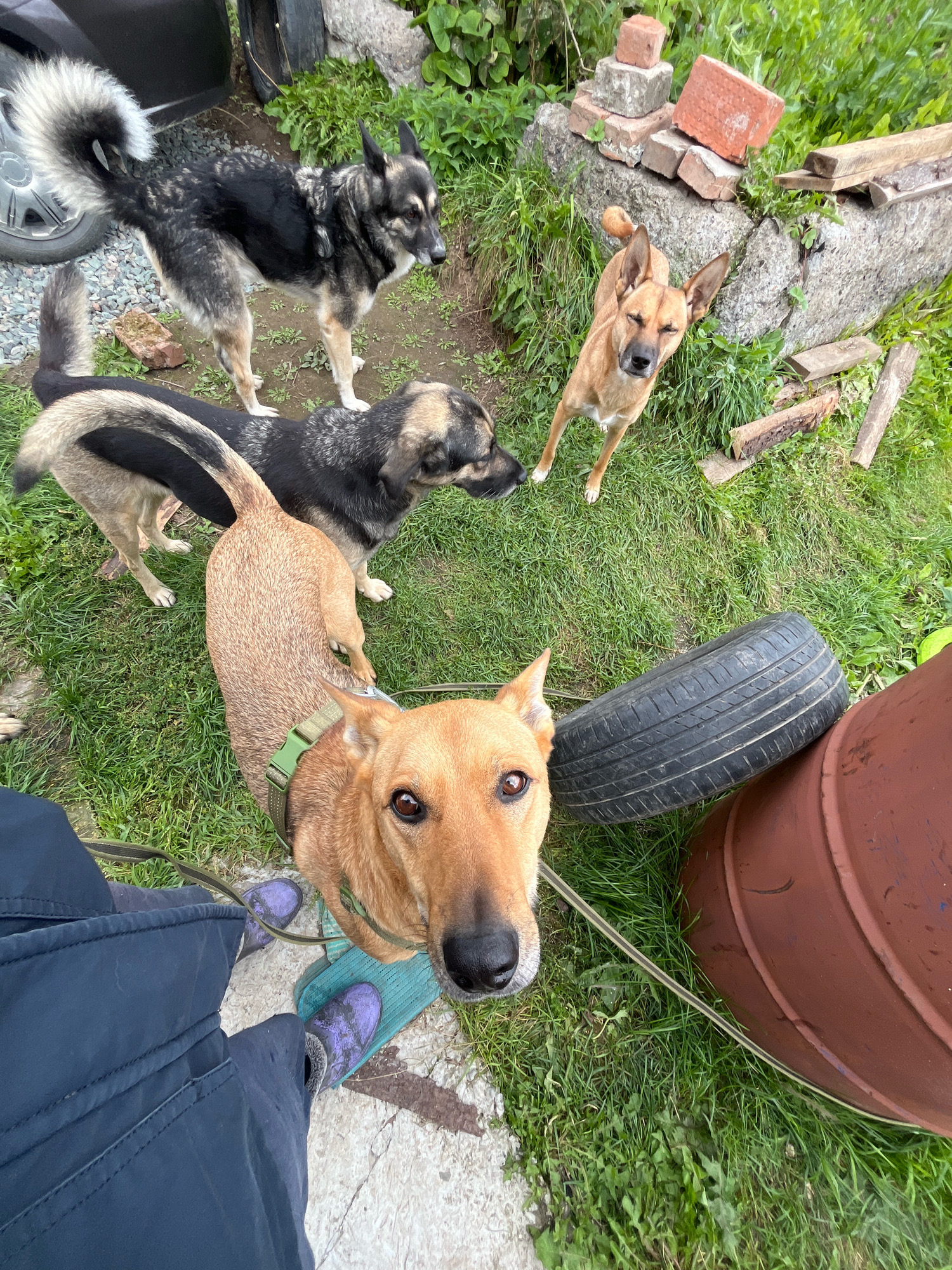 The image depicts an outdoor scene with four dogs in a grassy area, likely a backyard or an unpaved lot. One dog, a tan-colored medium-sized breed, is in the foreground, looking directly at the camera with its head tilted slightly. This dog is wearing a green collar and is leashed to a person whose legs and feet, clad in dark pants and purple shoes, are visible at the bottom left of the frame. Behind this dog, another tan-colored dog is partially visible. Further in the background, two larger dogs, one with a black and gray coat and a bushy tail, and another with a black and tan coat, are interacting.
The environment includes elements of neglect or disarray. There is a stack of bricks and some lumber near a large rock formation. A worn car tire and a large brown barrel are also present in the scene. The grass is somewhat overgrown in places, and there are some weeds. The overall impression is of a rural or semi-rural setting within a city, possibly a less developed area. The image does not provide explicit visual cues to pinpoint the exact location within Nizhny Tagil, Russia, but the presence of these elements suggests a typical backyard or common area in a Russian city.