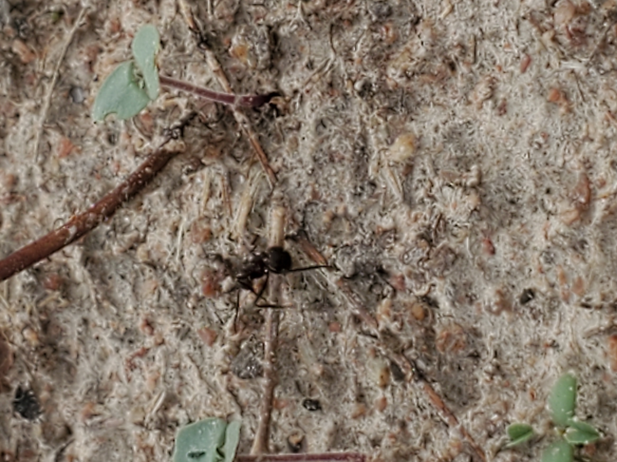 A close-up photograph taken in Mararaba, Nigeria, shows an ant on a textured, light-brown surface of soil and plant matter. Two small green sprouts with purple stems are visible on the periphery. A brown twig is in the upper left corner. The ant is dark-colored and positioned near the center of the frame.