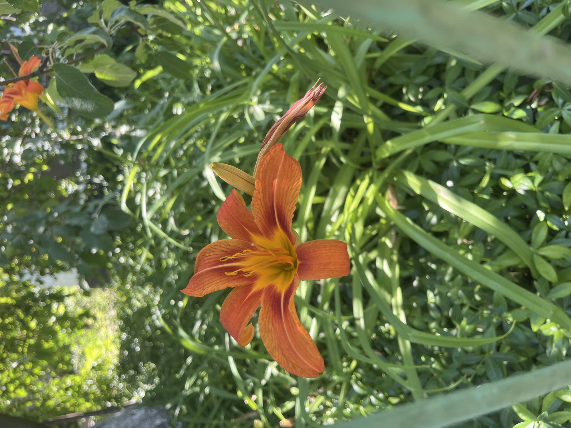 An orange lily flower with yellow and orange stamen is in sharp focus in the center of the frame. The flower is surrounded by lush green foliage, and the background is blurred, showing dappled sunlight filtering through trees. The image appears to be taken outdoors during the daytime in a garden or park setting. There are no people or animals visible in the image. The location is not discernable from the image itself, but if context suggests Chernove, Ukraine, it would be a floral scene within that geographical area.