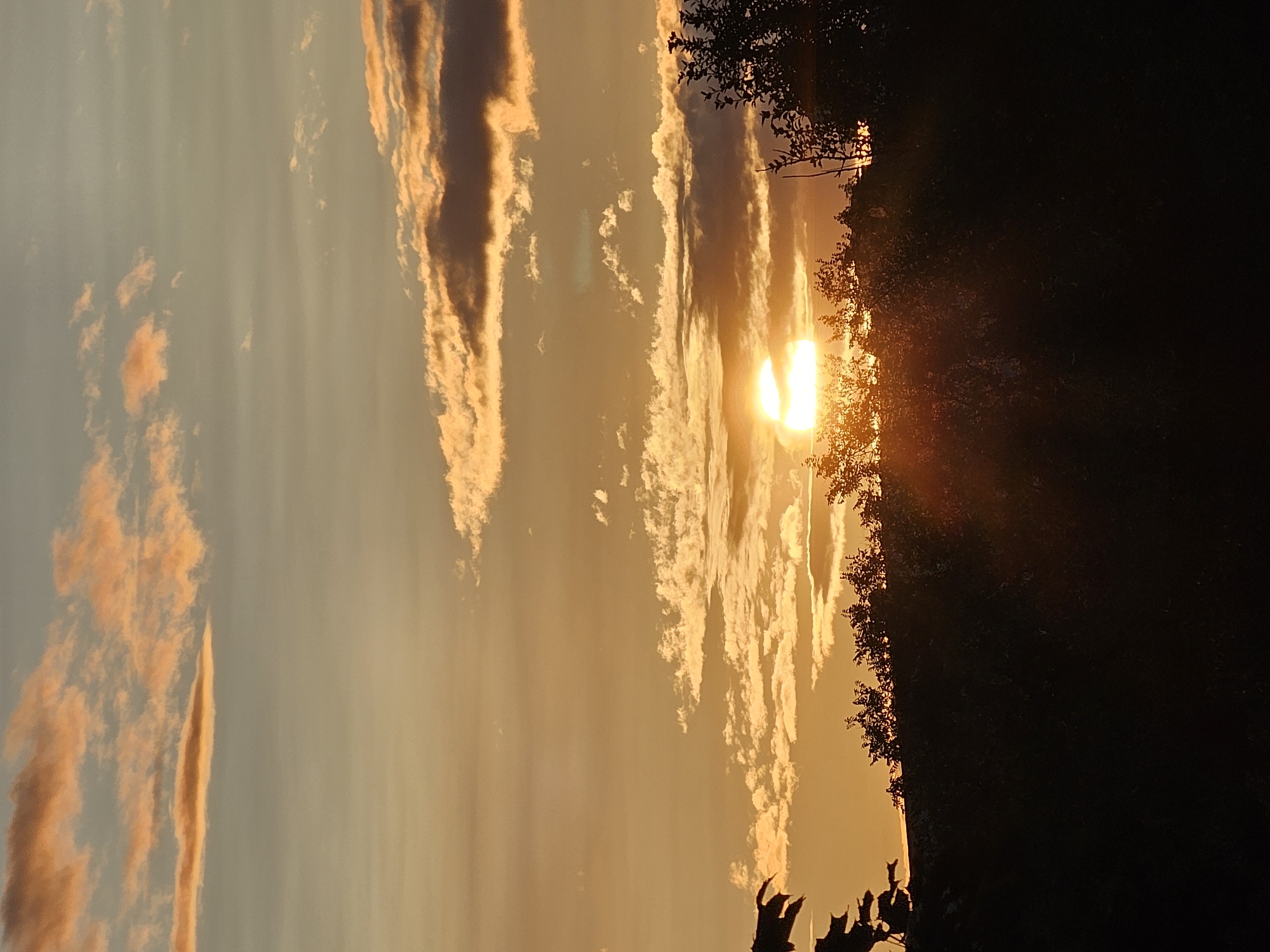 A sunset is visible over a dense forest of trees. The sun is a bright orb, partially obscured by clouds, casting a warm golden glow across the sky. The clouds are varied in color, ranging from bright orange to a soft gray, and are scattered across the horizon. The foreground is dominated by the dark silhouettes of the trees, their branches and leaves creating intricate patterns against the vibrant sky. The overall impression is one of natural beauty and tranquility. This scene is located in Khimki, Russia.