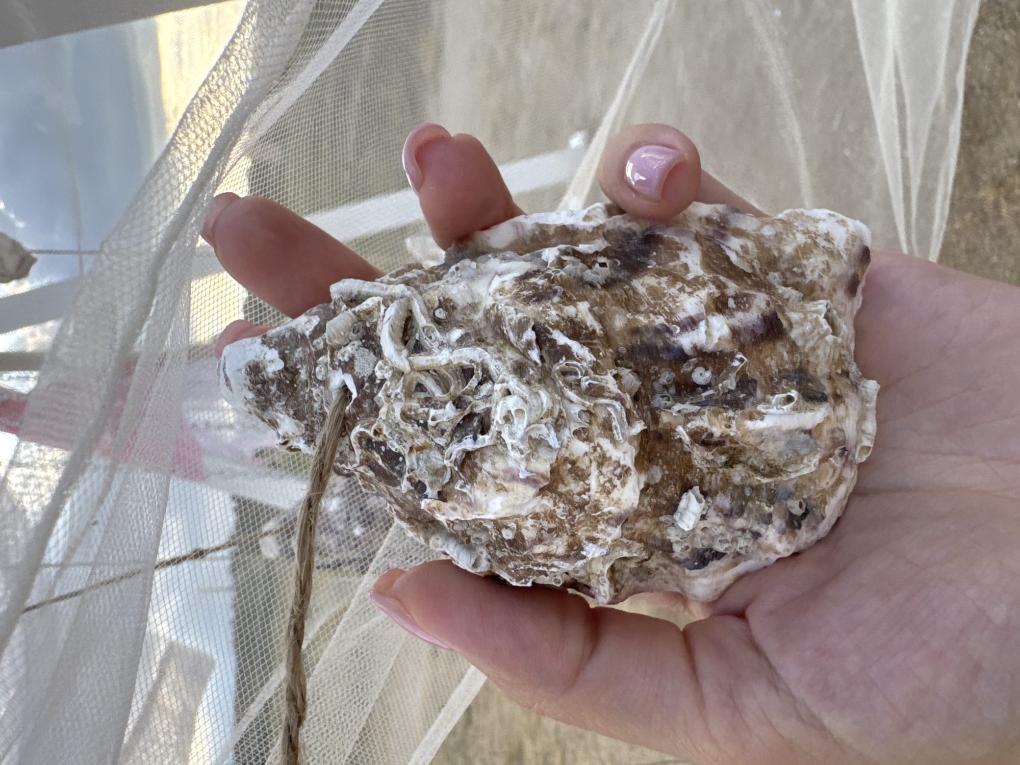 A person's hand holds a large, rough oyster shell. The shell is a mottled brown and white, with numerous small, bumpy growths and holes. The person's fingers, with neatly manicured pink nails, gently support the shell. A piece of rough, twisted twine is attached to the shell and hangs down. The background is a soft blur of white netting or sheer fabric, with hints of muted colors and light reflecting through it, suggesting an outdoor setting, possibly near water. The overall impression is one of natural beauty and a moment of quiet contemplation, perhaps a beach or seaside location. The lighting suggests it is daytime. The crops indicate the setting is Odesa, Ukraine.
