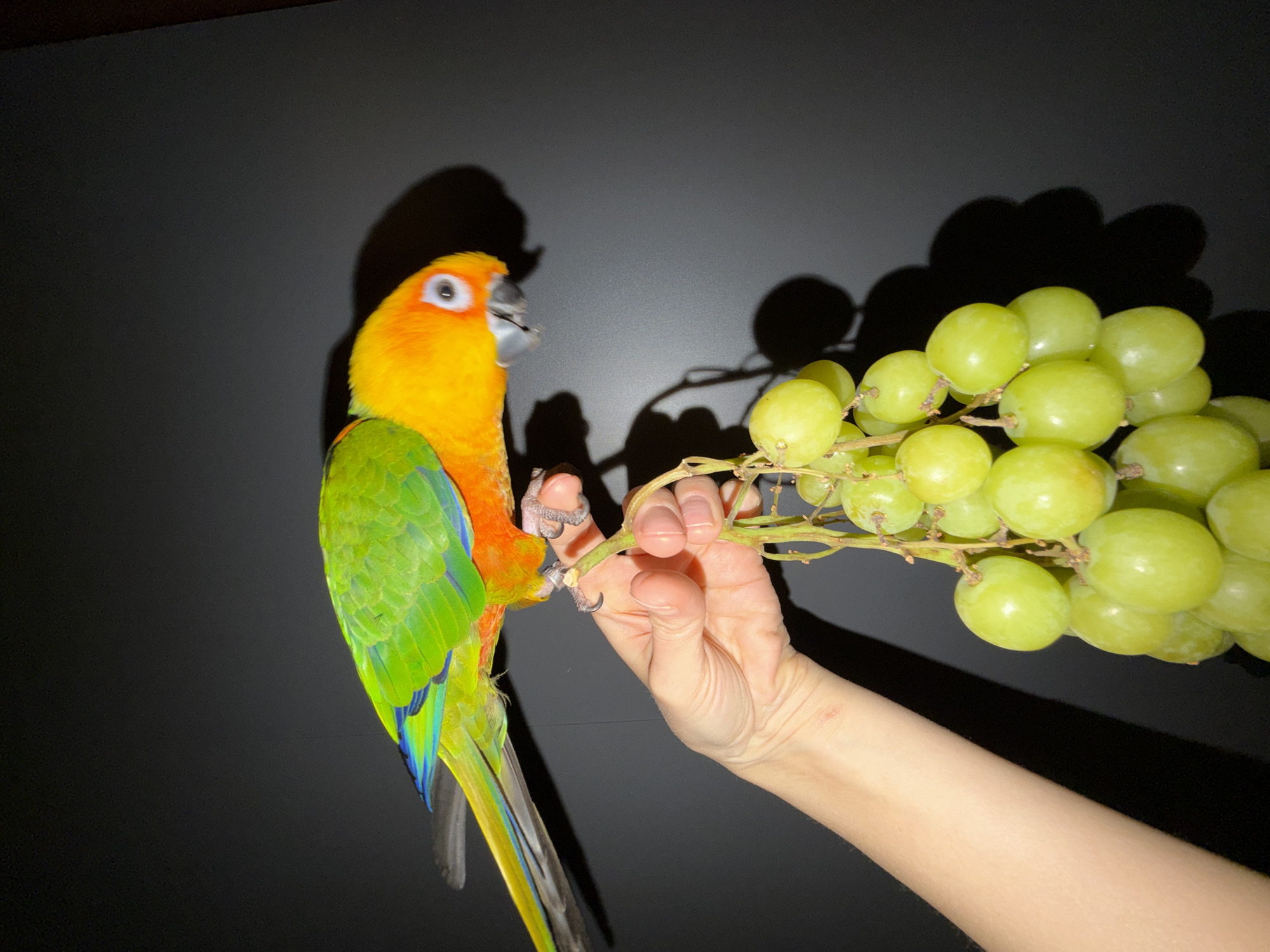 A bright, colorful parrot with a yellow head and green and blue wings is perched on a branch of green grapes held in a person's hand. The background is a dark, matte surface. The image does not contain information to identify its location as the city of Khimki, Russia.