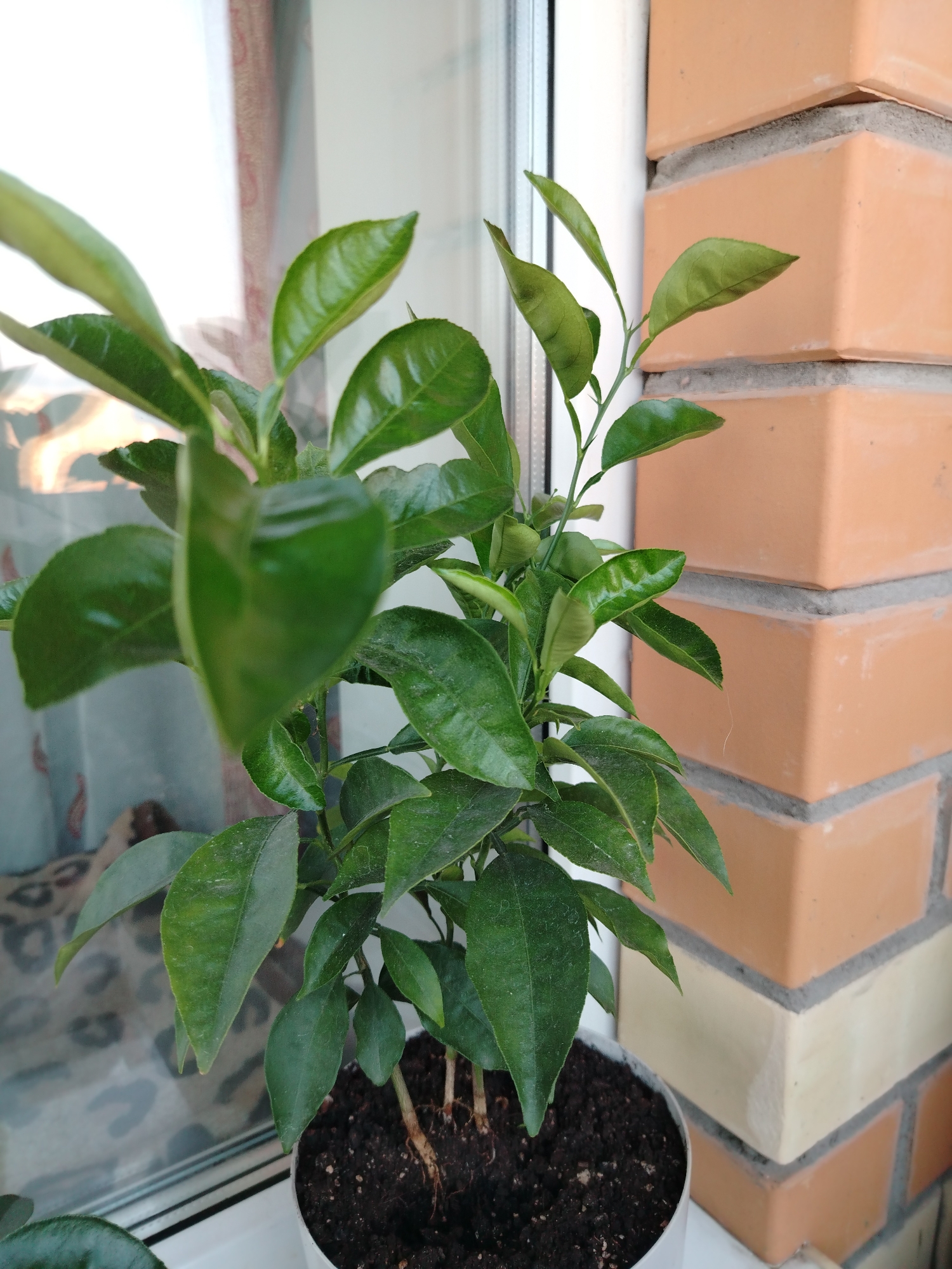 A small potted citrus plant with green leaves sits on a windowsill, next to a brick wall. The brick wall is made of orange and cream colored bricks, laid in a corner. The windowsill is white. Behind the plant and to the left, a window is visible with a patterned curtain. The image is taken from a close-up perspective, focusing on the plant and its immediate surroundings.
