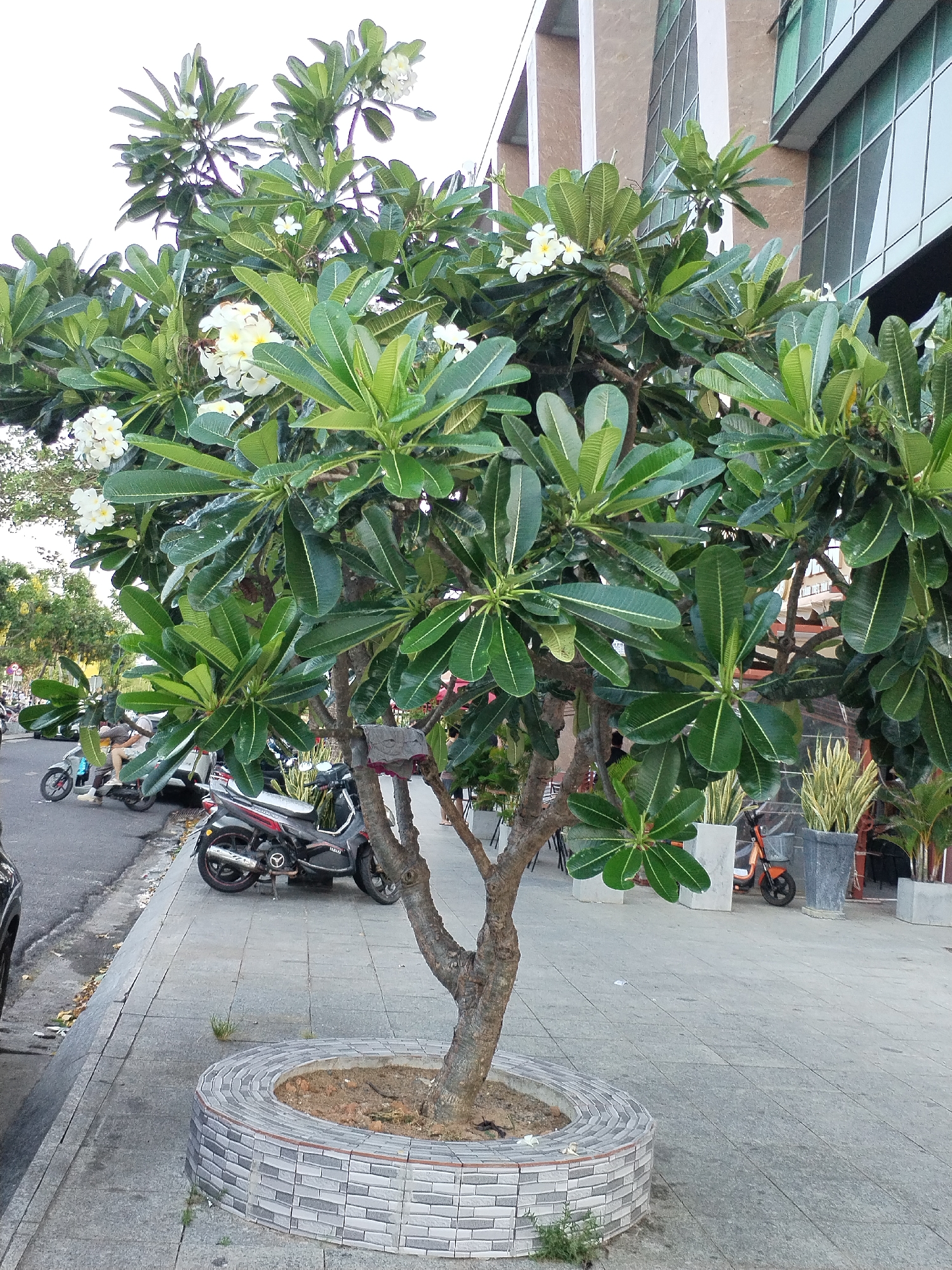 The image depicts a Plumeria tree with white flowers, planted in a circular, tiled enclosure on a sidewalk in Nha Trang Ward, Vietnam. The tree is surrounded by lush green leaves and delicate white blossoms. In the background, motorbikes are parked along the street, and a modern building with reflective windows is visible. The day appears to be overcast, casting a soft light on the scene.