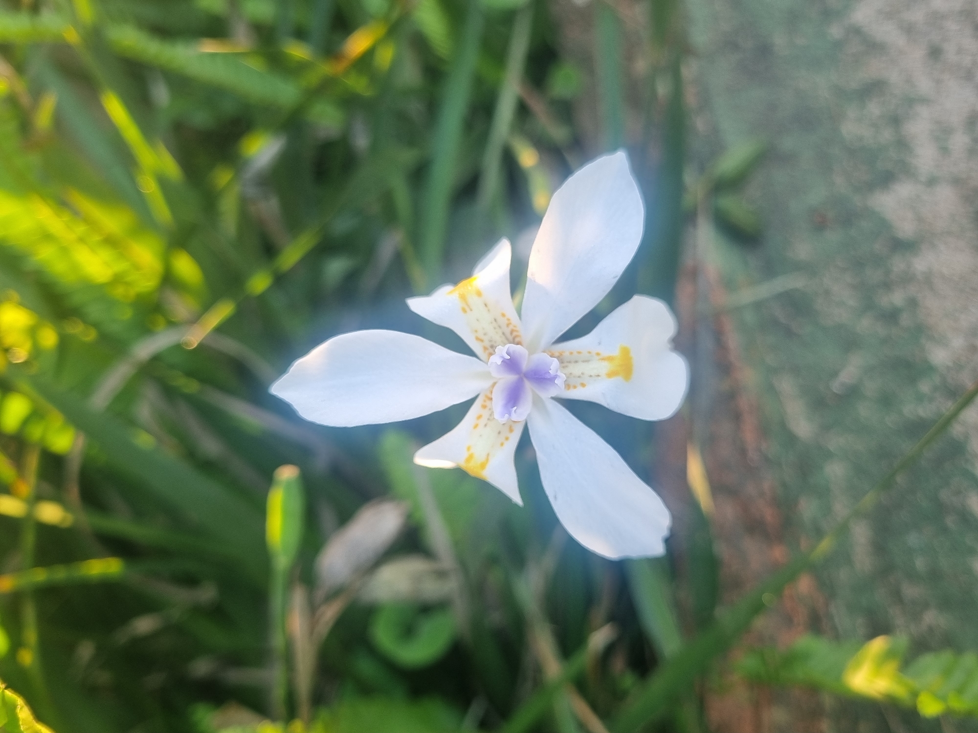 A close-up, top-down shot captures a single white flower with purple and yellow accents in its center. The flower is positioned on a surface that appears to be paved ground, with out-of-focus green grass and foliage surrounding it, bathed in sunlight. The image was taken in Laranjal Paulista, Brazil.