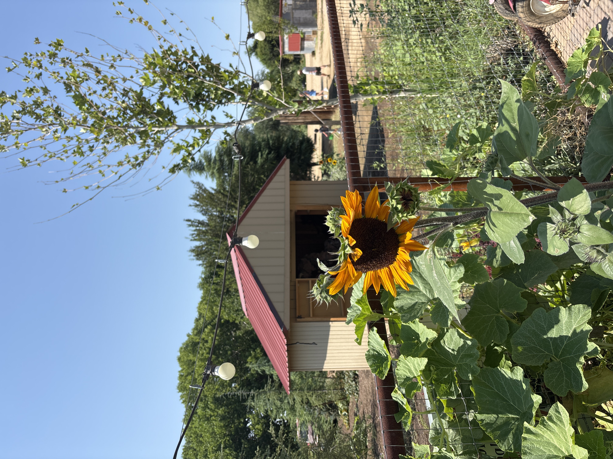 In Prescott Valley, Arizona, a vibrant outdoor scene unfolds under a clear blue sky. In the foreground, a large sunflower, its petals a brilliant yellow and its center a deep brown, stands tall amidst lush green foliage. The sunflower is framed by a rustic metal fence.
Behind the sunflower, a charming wooden shed with a red metal roof is visible. String lights with large, round bulbs are strung across the scene, casting a warm glow. To the right of the shed, a young tree with sparse leaves reaches towards the sky.
Further in the background, several people are seen walking in an open area, suggesting a public space or farm. More buildings with red roofs are scattered in the distance, and the landscape is dotted with trees and vegetation. A portion of a wheel, possibly from a cart or vehicle, is visible on the far right edge of the frame. The overall impression is a sunny, relaxed day in a rural or semi-rural setting.