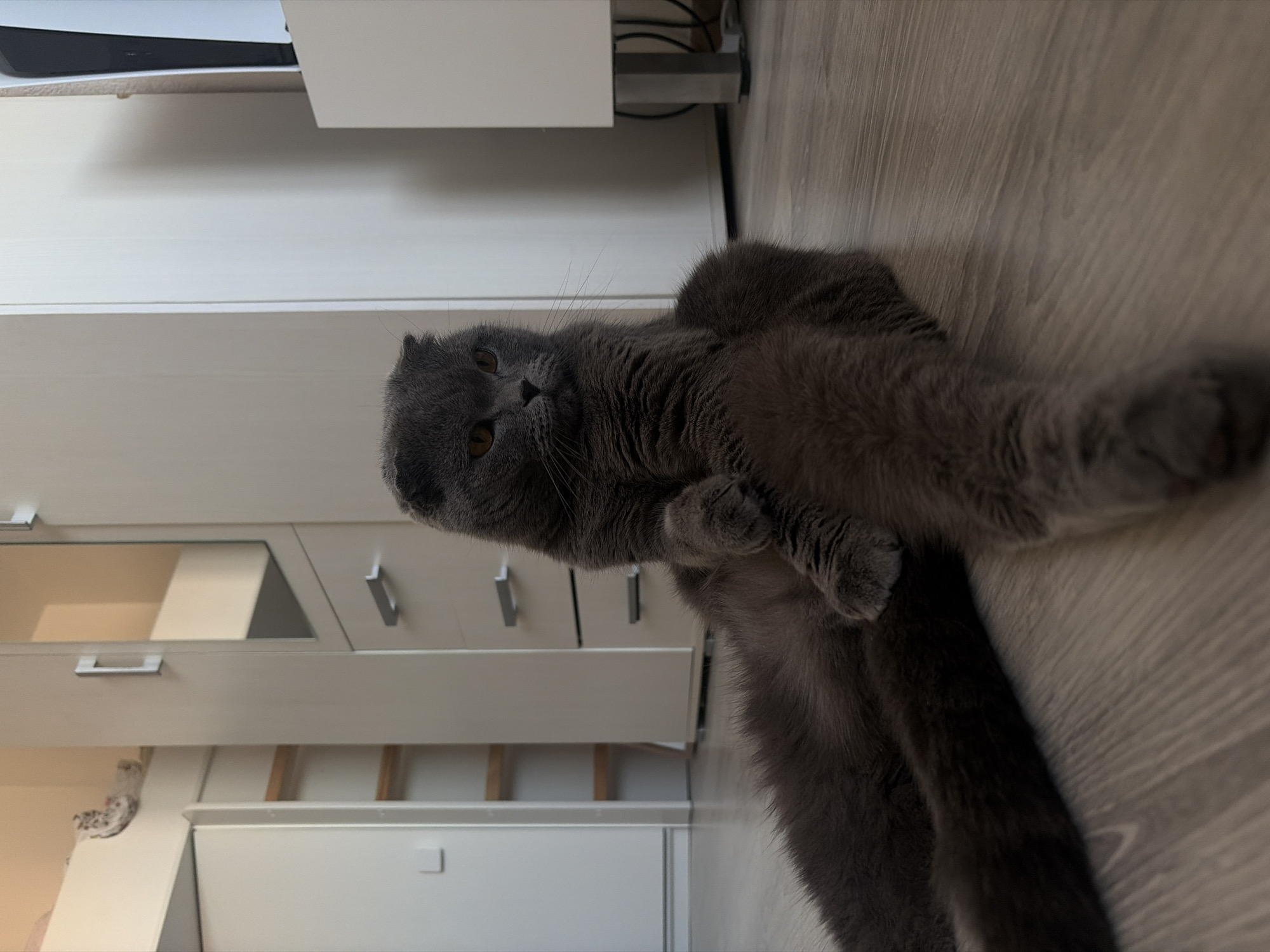A gray Scottish Fold cat lies on a wood-patterned floor, its body angled slightly towards the right. The cat has amber eyes and is looking at the camera. Behind the cat, a white cabinet with drawers and a mirror is visible. Above the cabinet, a white console or shelf is mounted on the wall. The scene is lit by an even, diffused light. Based on the architectural details of the interior and the style of furniture, it is plausible that the image was taken in a residential setting in Saint Petersburg, Russia.