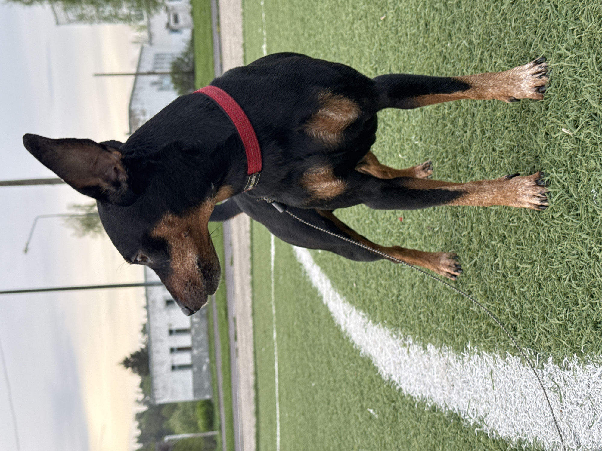 A black and tan Doberman Pinscher stands on artificial turf with white yard lines. The dog wears a red collar and is attached to a leash. In the background, a building and trees are visible beneath an overcast sky. Based on available information, this is located in Chaikovsky, Russia.