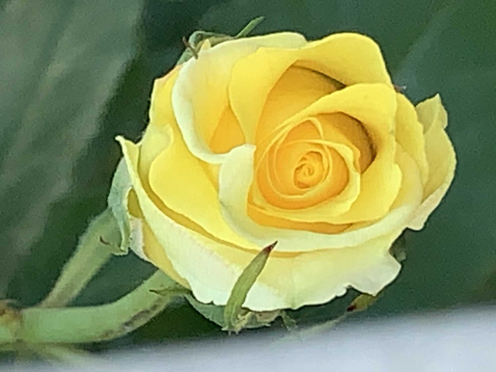 A close-up photograph captures a vibrant yellow rosebud, slightly off-center and angled to the right. The rose is partially open, revealing a tightly coiled center of deeper yellow, transitioning to lighter, almost creamy yellow petals towards its outer edges. The petals appear soft and delicate, with subtle variations in shade and texture.
The background is softly blurred into a dark, rich green, suggesting out-of-focus foliage, which provides a strong contrast to the bright yellow of the rose. A segment of the rose's green stem is visible extending from the lower left towards the bloom, with faint reddish-brown markings. Green, pointed sepals cradle the base of the rosebud, with one particularly prominent sepal reaching upwards near the bottom center of the frame. The very bottom of the image shows a blurred, light grey or off-white area, possibly a surface or another out-of-focus element.
The lighting is soft and even, emphasizing the rose's natural beauty without harsh shadows or highlights. No specific activity or event is taking place beyond the natural state of the flower. There are no people, animals, or visible text in the image.