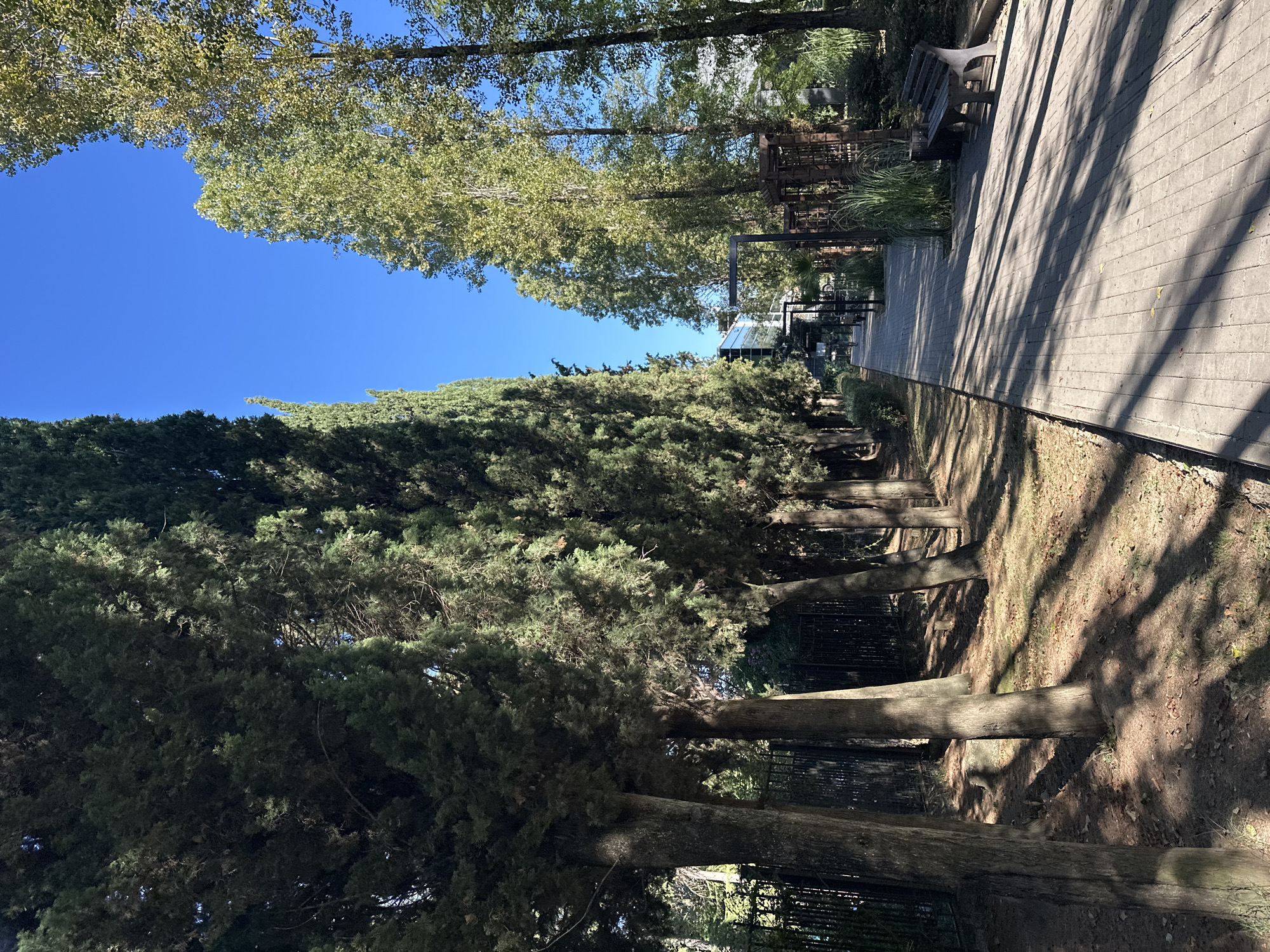 The image depicts a paved pedestrian walkway lined with tall cypress trees on the left and deciduous trees on the right, under a clear blue sky. A black metal bench is situated on the right side of the walkway, next to some tall grasses and a trash receptacle. In the background, several modern buildings and structures are visible, suggesting an urban park or recreational area. The light indicates it is daytime, with dappled sunlight casting shadows across the pathway. The scene is serene and appears to be located in Sochi, Russia, given the presence of cypress trees commonly found in the region and the architectural style of the buildings.