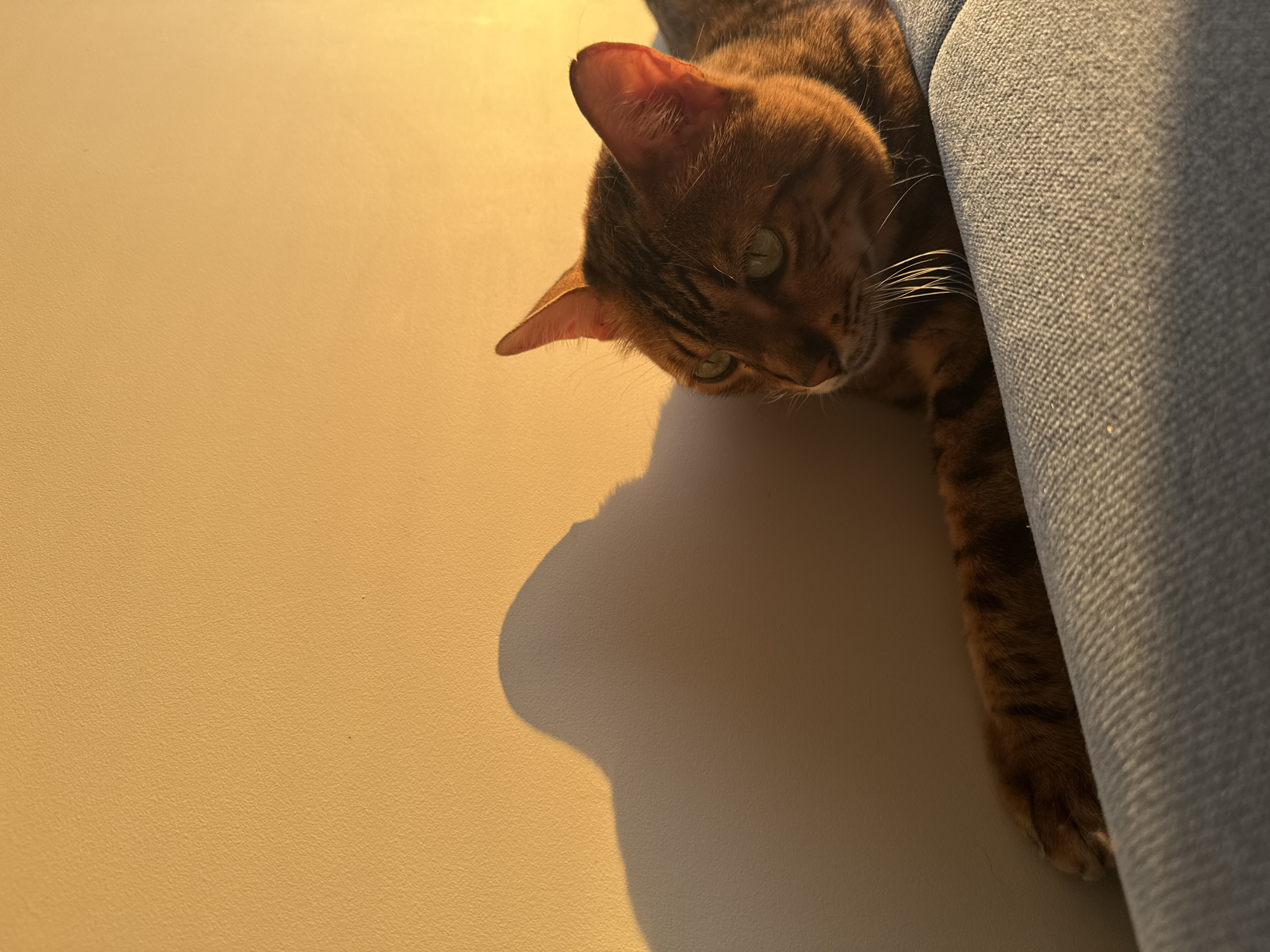 A Bengal cat with green eyes and brown tabby markings is lying on a light blue textured sofa. The cat is positioned on the right side of the frame, with its body extending towards the left. Its front left paw is visible, partially tucked away. A shadow cast by the cat, or perhaps an unseen object, is prominent on a warm yellow wall to the left of the cat. The lighting suggests it is either sunrise or sunset, casting a warm golden glow on the scene. The image was taken in Sochi, Russia.