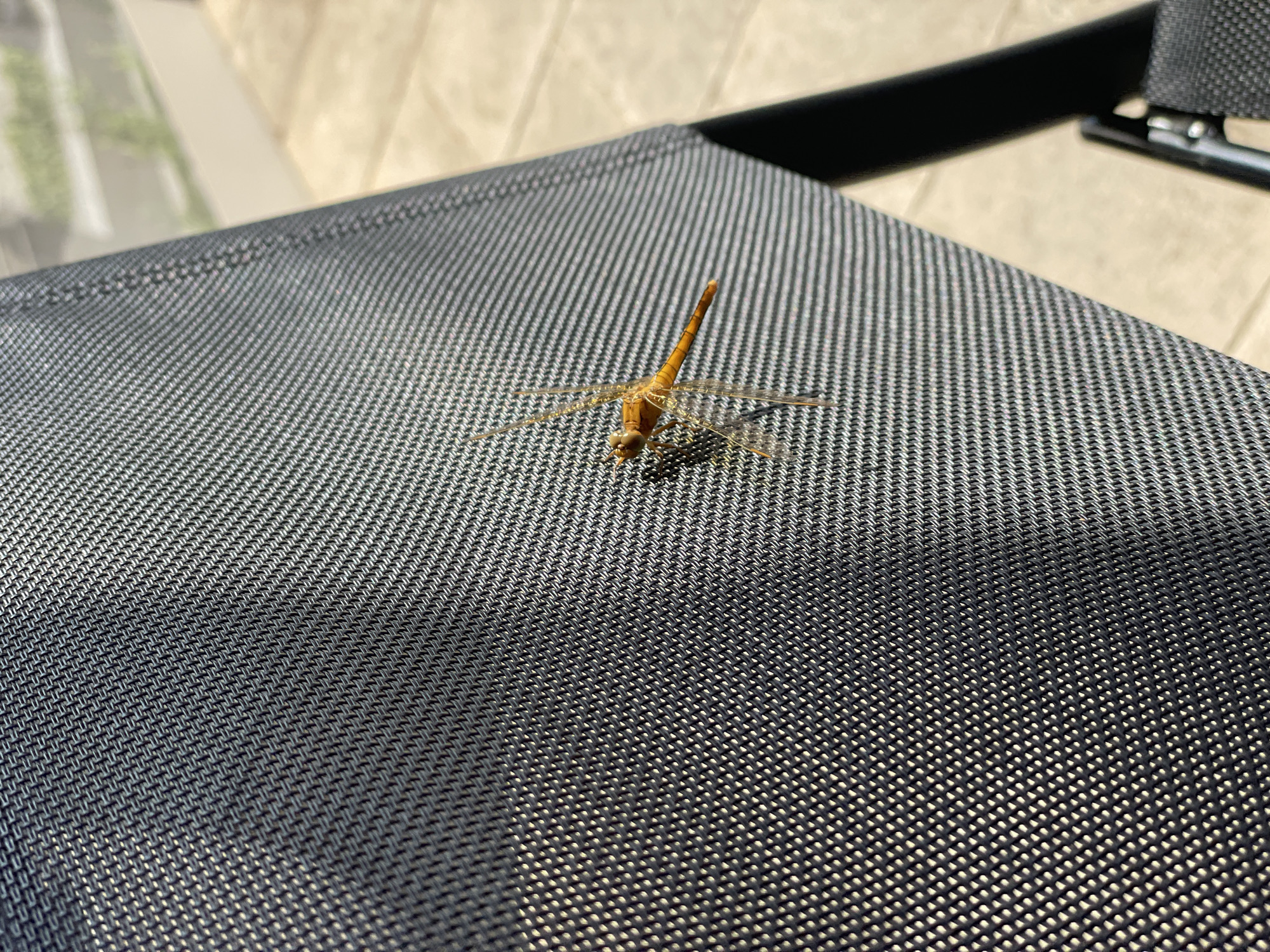 The image displays a close-up view of a light orange or yellow-bodied dragonfly perched on a dark grey, textured fabric surface. The dragonfly is positioned towards the center-top of the frame, facing slightly upwards and to the right. Its slender, segmented body and delicate, transparent wings with subtle vein patterns are clearly visible, illuminated by direct sunlight.
The surface beneath the dragonfly is a tightly woven, mesh-like fabric, characteristic of outdoor furniture such as a chair or sun lounger. The texture is prominent, featuring a pattern of interlocking threads that create a structured, almost geometric design. The fabric's color appears as a gradient from lighter grey in the directly lit areas to darker shades in the shadows, emphasizing its three-dimensional quality.
In the background, elements are blurred, indicating a shallow depth of field. A light, neutral-colored surface, possibly paving or tiles, is visible, along with a dark, indistinct object that could be part of the furniture's frame. Hints of soft green from distant foliage further confirm an outdoor setting. The strong, direct sunlight suggests it is daytime, likely a clear and sunny day. The overall scene depicts a moment of nature, with the insect at rest in an outdoor environment. No human subjects or visible text are present. The location context provided is Budva, Montenegro.