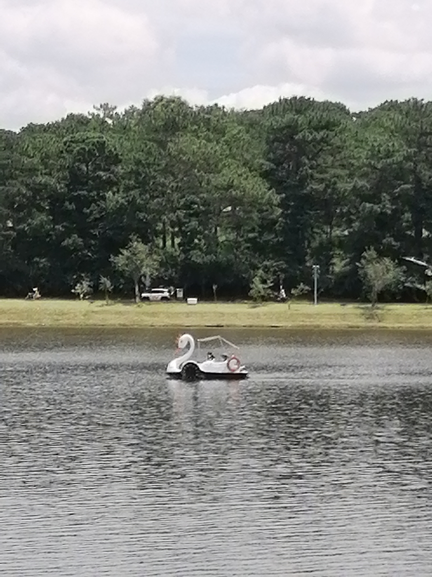 A swan-shaped paddle boat is on the water in Xuan Huong Lake, Da Lat, Vietnam. The boat is white with a red ring around the canopy. In the background, there is a line of green trees and a cloudy sky. There are a few cars and people visible on the shore.